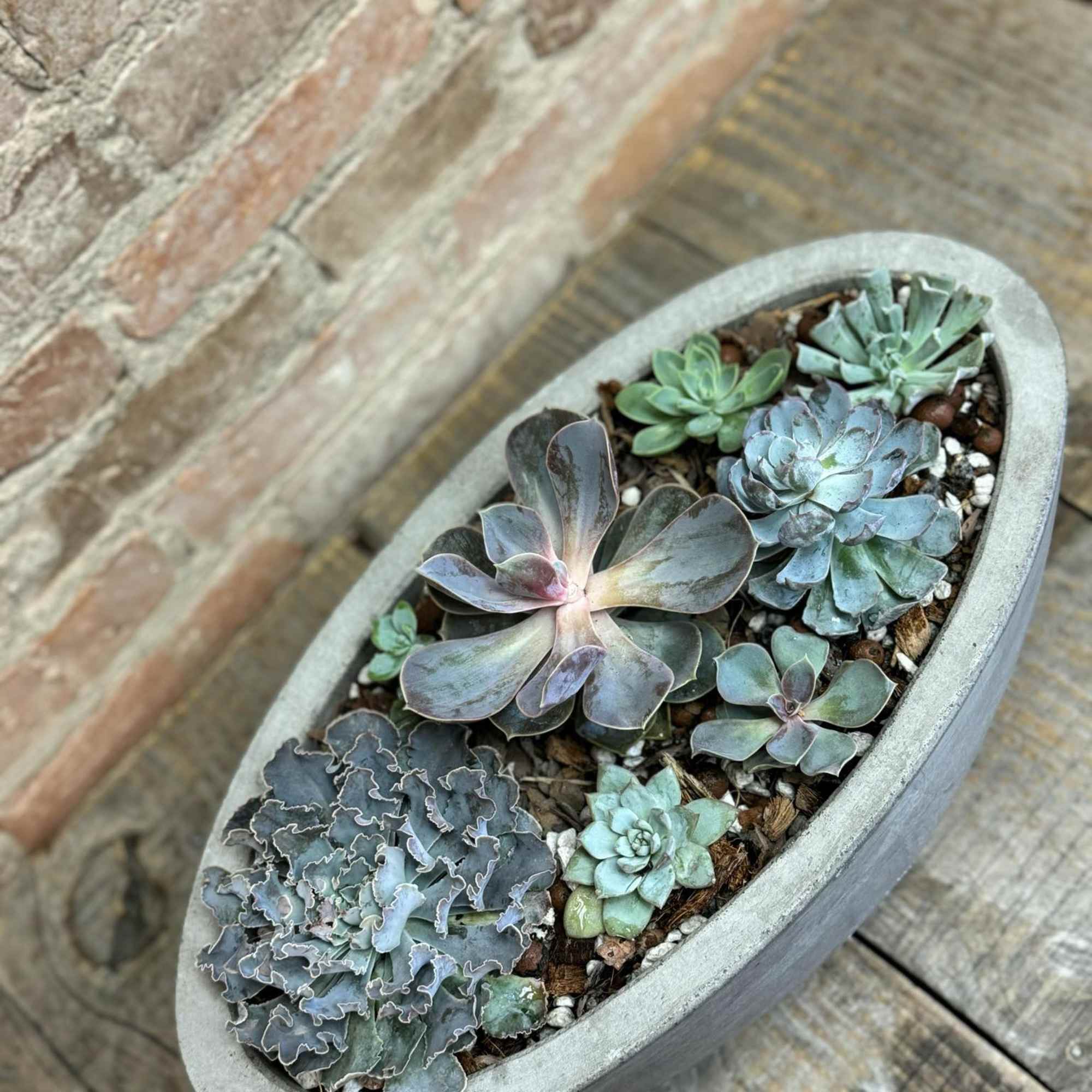 A colorful mix of succulents varying in size and species arranged in