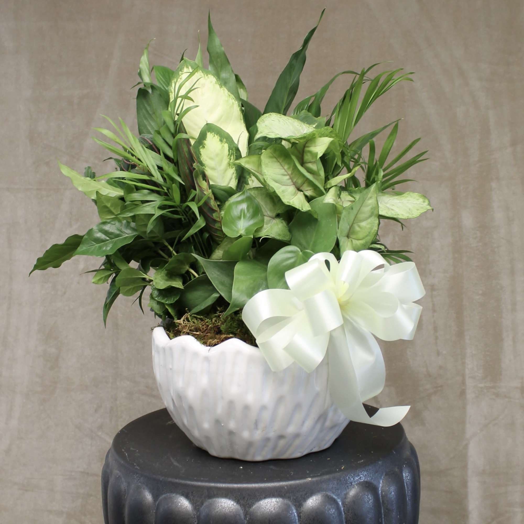 A lush combination of green plants is an exquisite gift. It's a