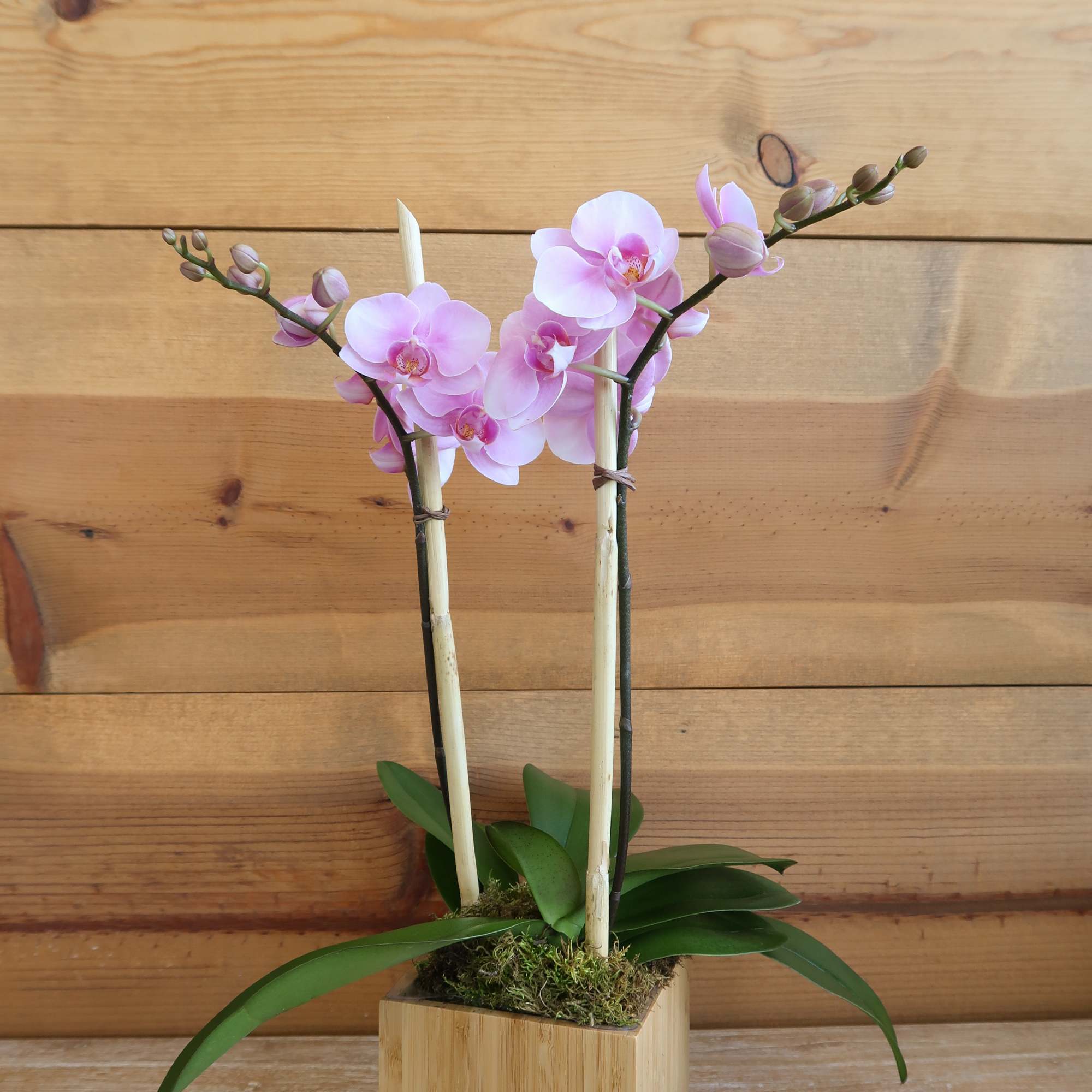 Pure elegance. That's what these divine mini phaleanopsis orchids deliver.  They're