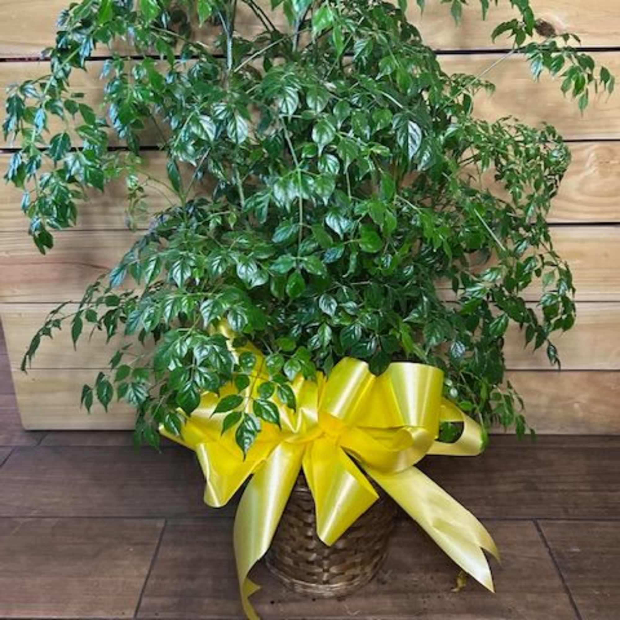 Our highest quality green plant varying in basket sizes with options for