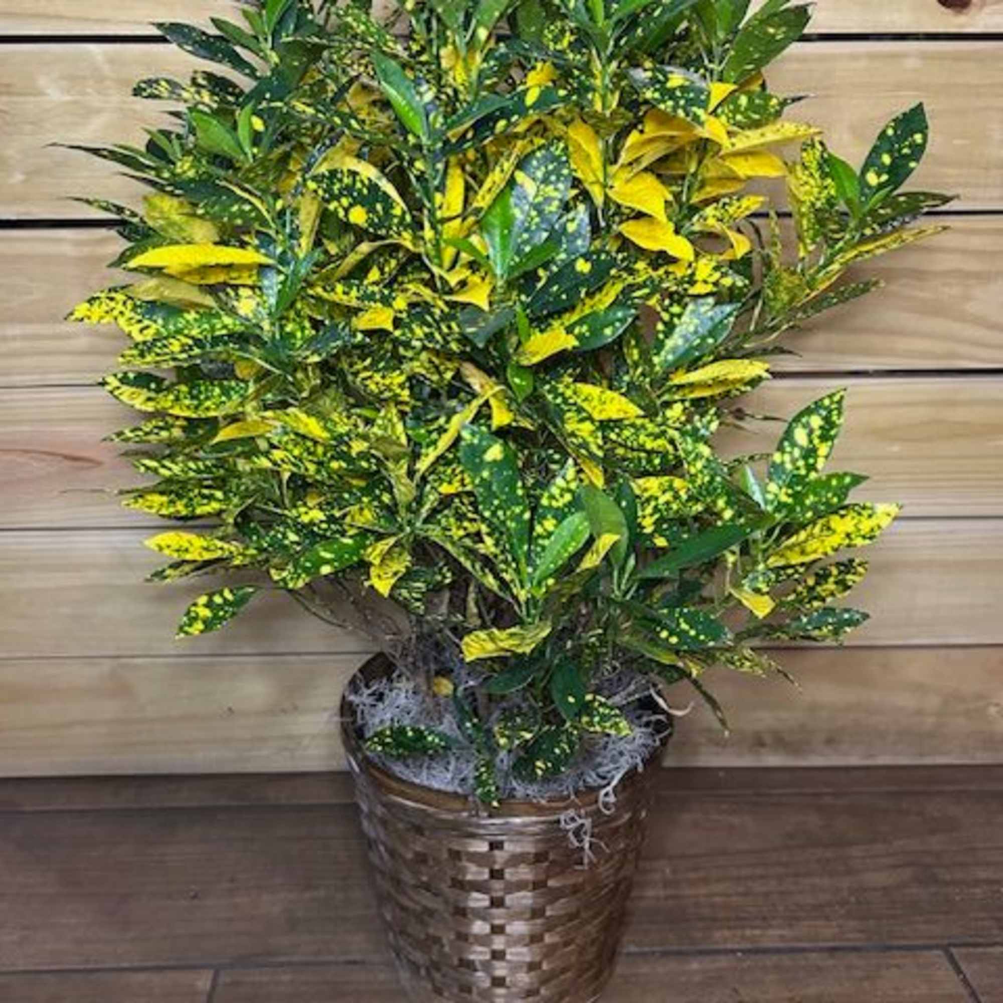 Our highest quality green plant varying in basket sizes with options for