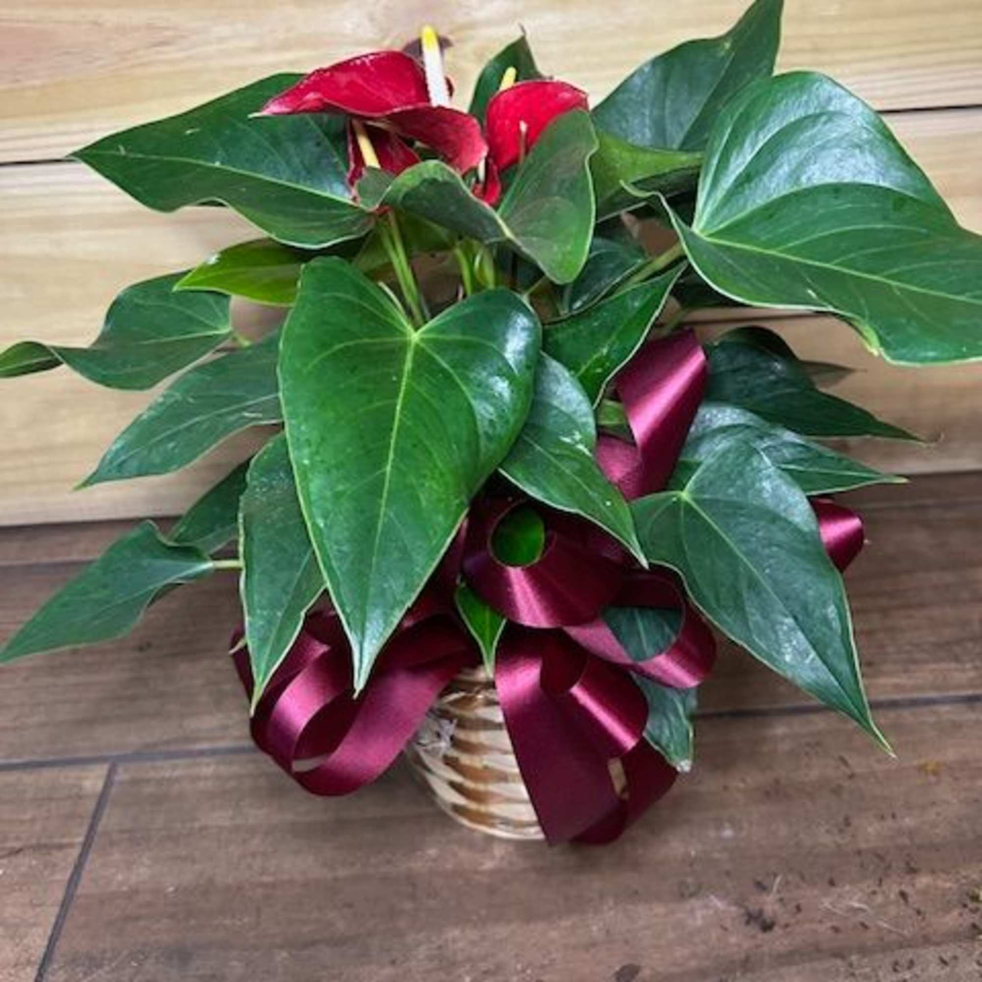 Our highest quality green plant varying in basket sizes with options for