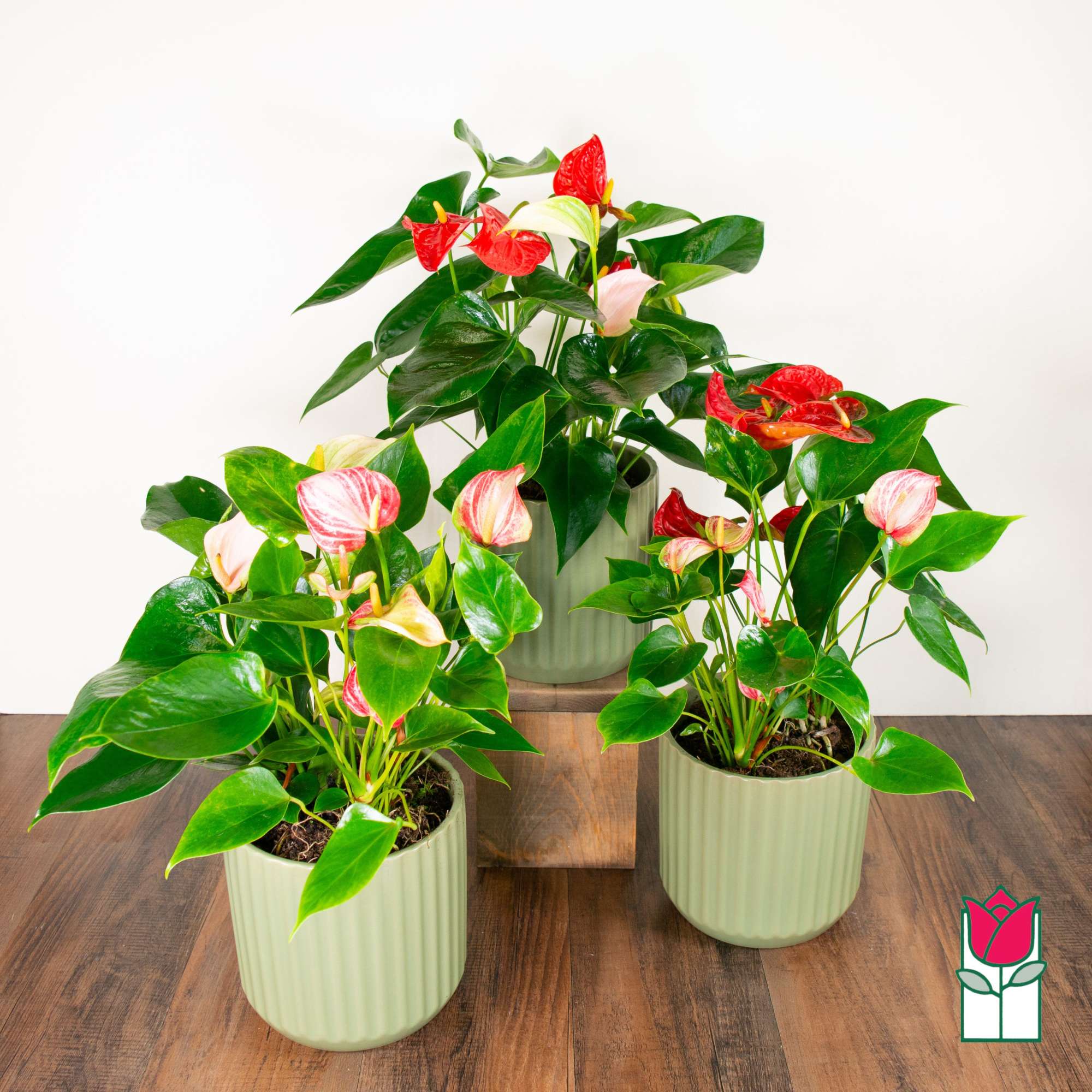 Discover the exciting Anthurium Plant selection at Beretania Florist &ndash; a captivating