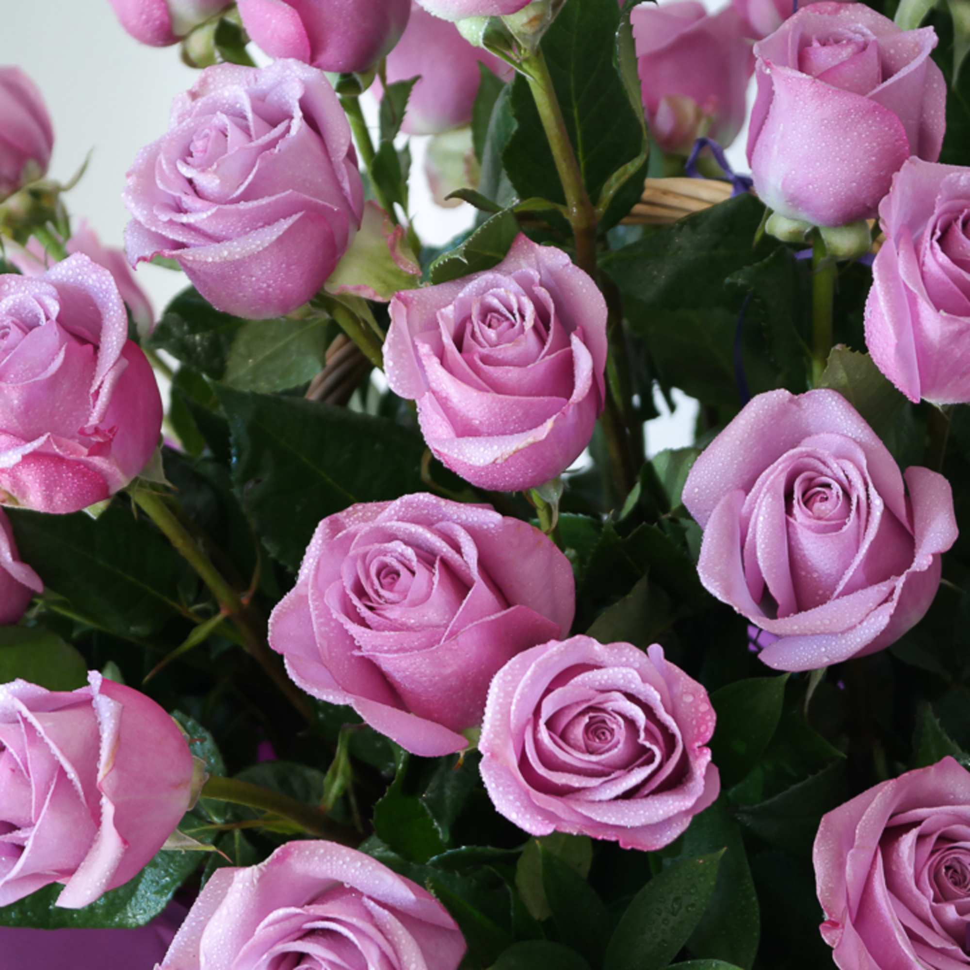 Three dozen purple roses arranged in a basket. 