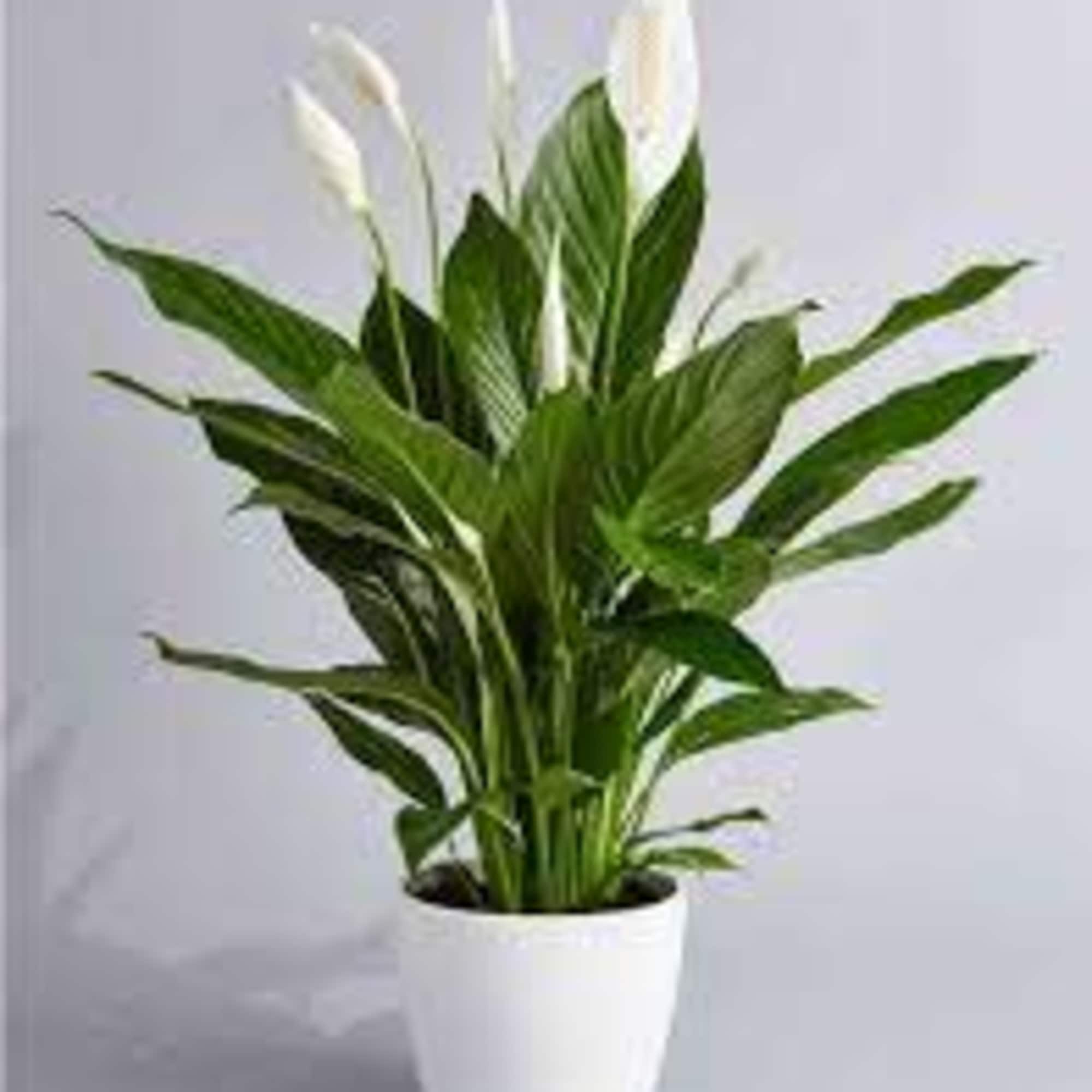 Bring the beauty of nature indoor with our elegant Spathiphyllum Plant. This