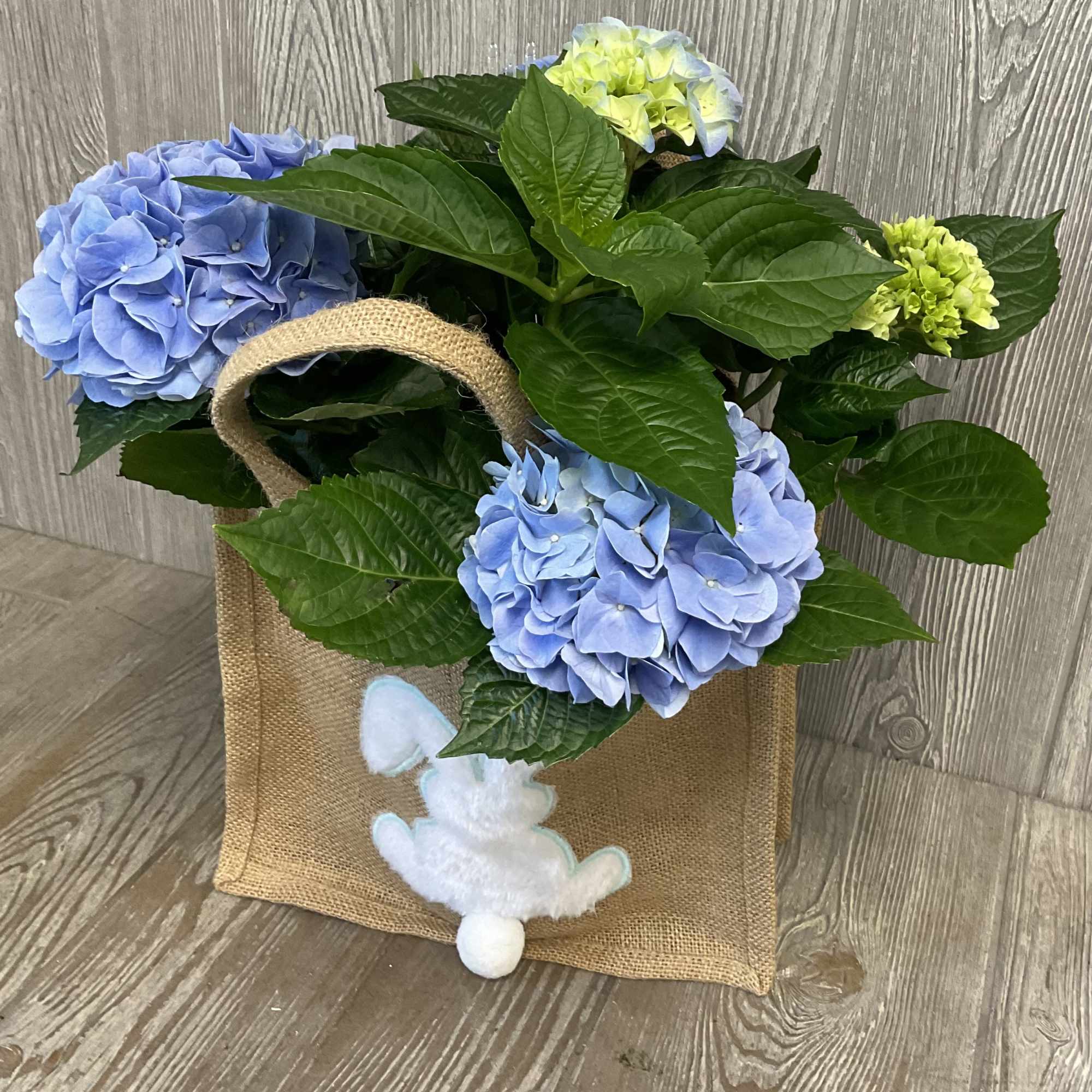 6 inch pot hydrangea plant around 18 inches tall in a reusable