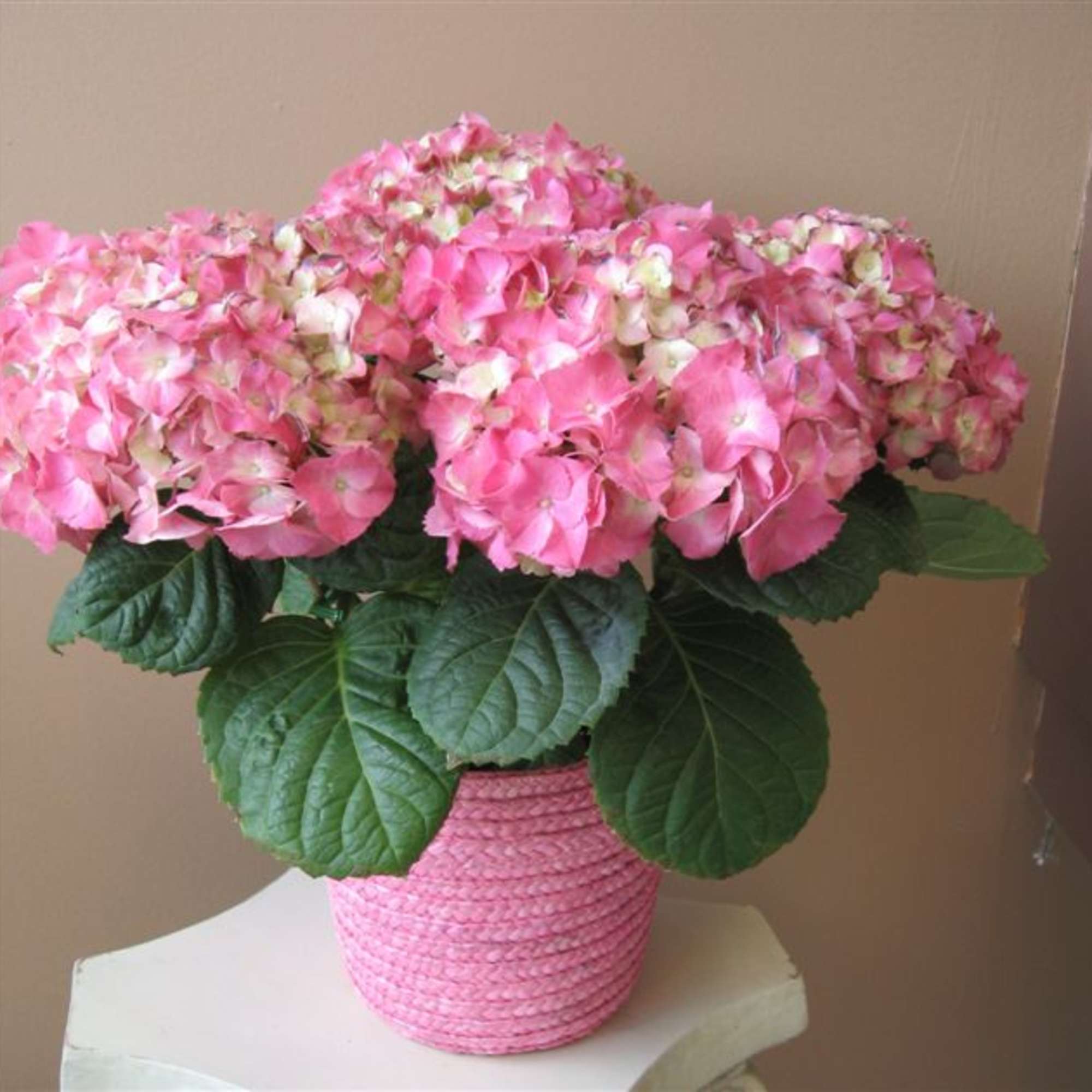 Potted pink hydrangea plant in a textured pink container on a small table.