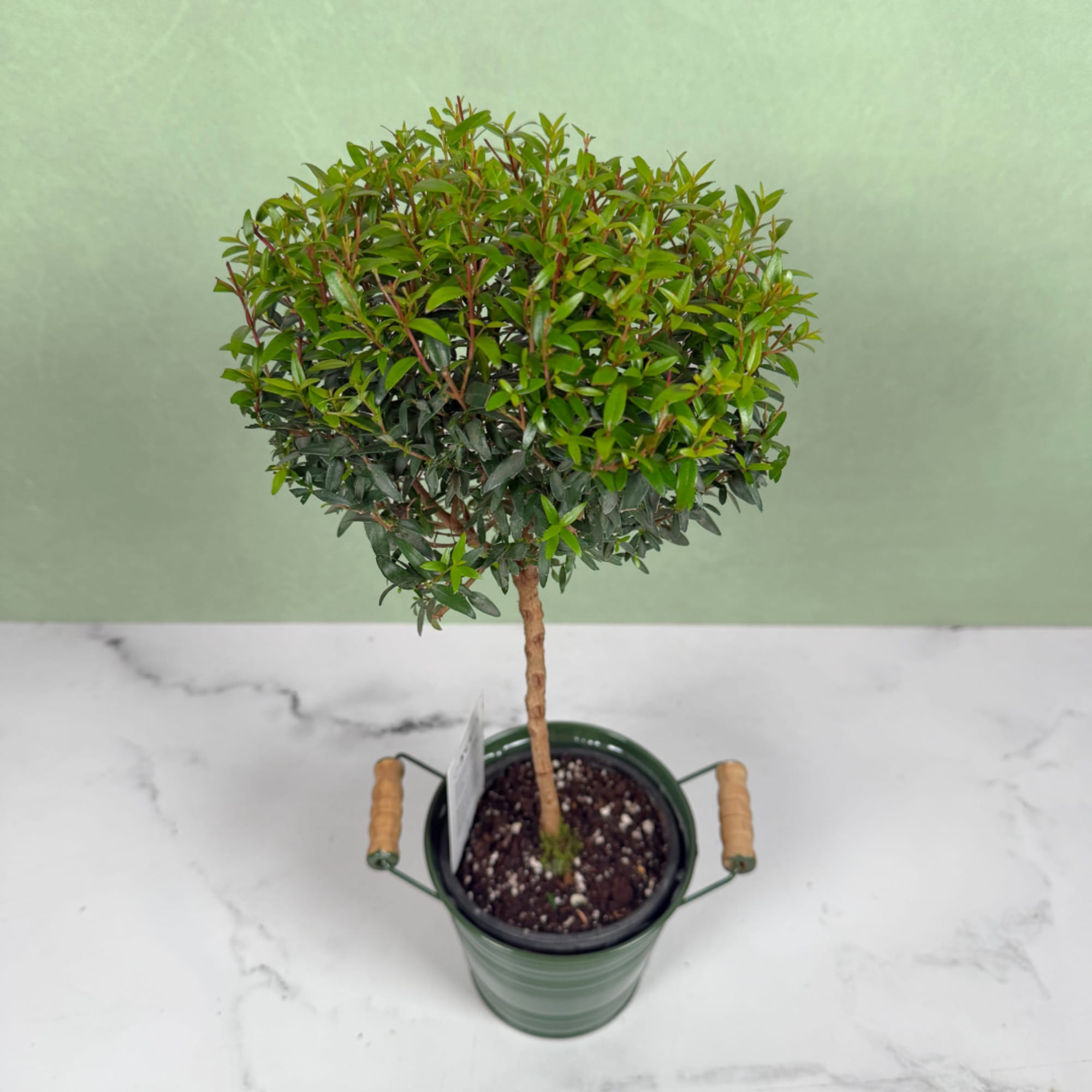 A compact myrtle topiary brings bright, sculptural greenery to any room. It's
