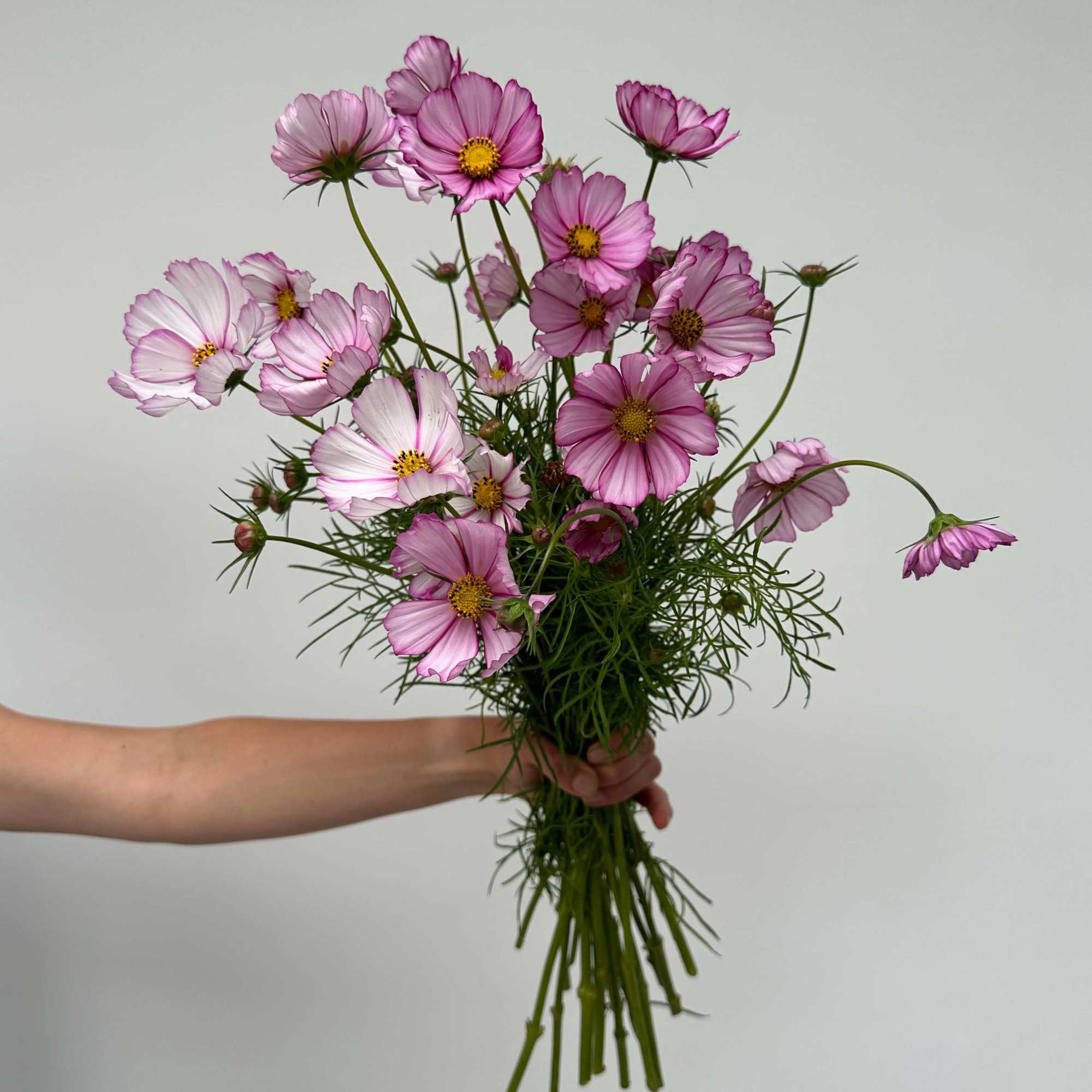 Cosmo bunches are growers' bunches (volume-based) &amp; will contain roughly 10-12 stems