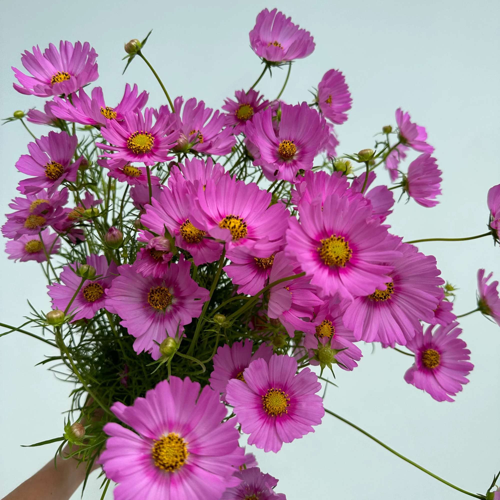 Cosmo bunches are growers' bunches (volume-based) &amp; will contain roughly 10-12 stems