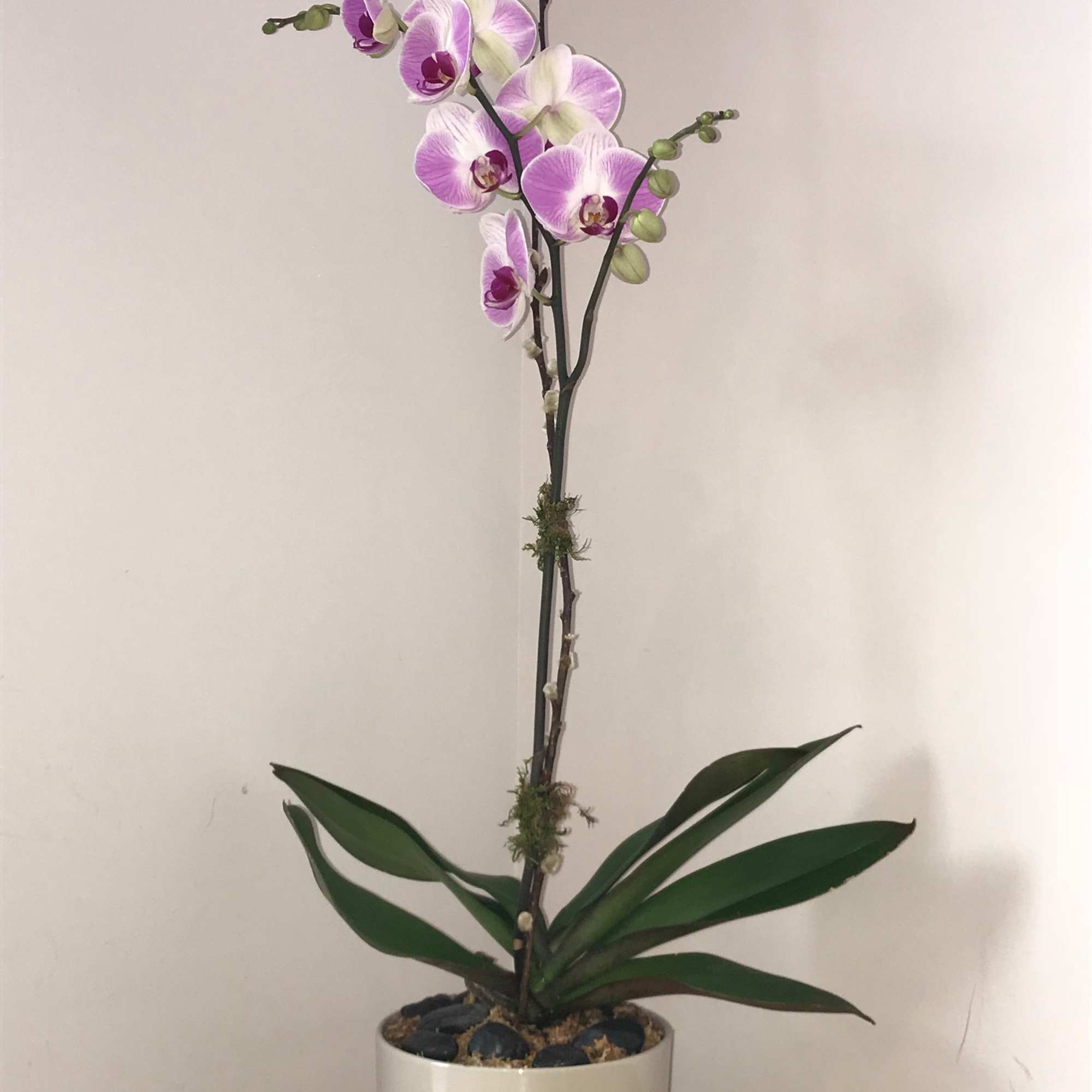 A neutral ceramic pot houses this live phalaenopsis orchid plant (locally grown