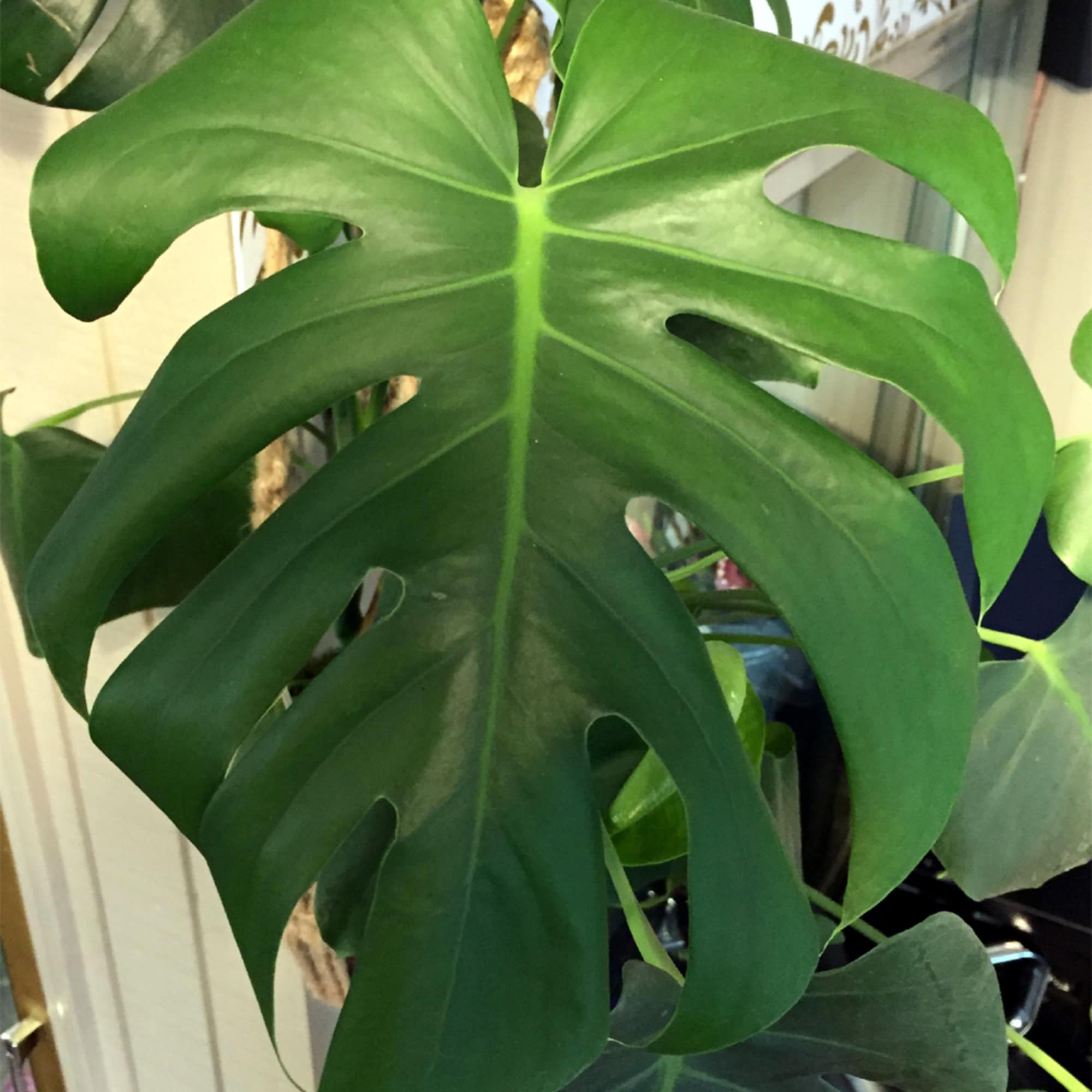 Close-up of a large split green monstera leaf from a potted houseplant
