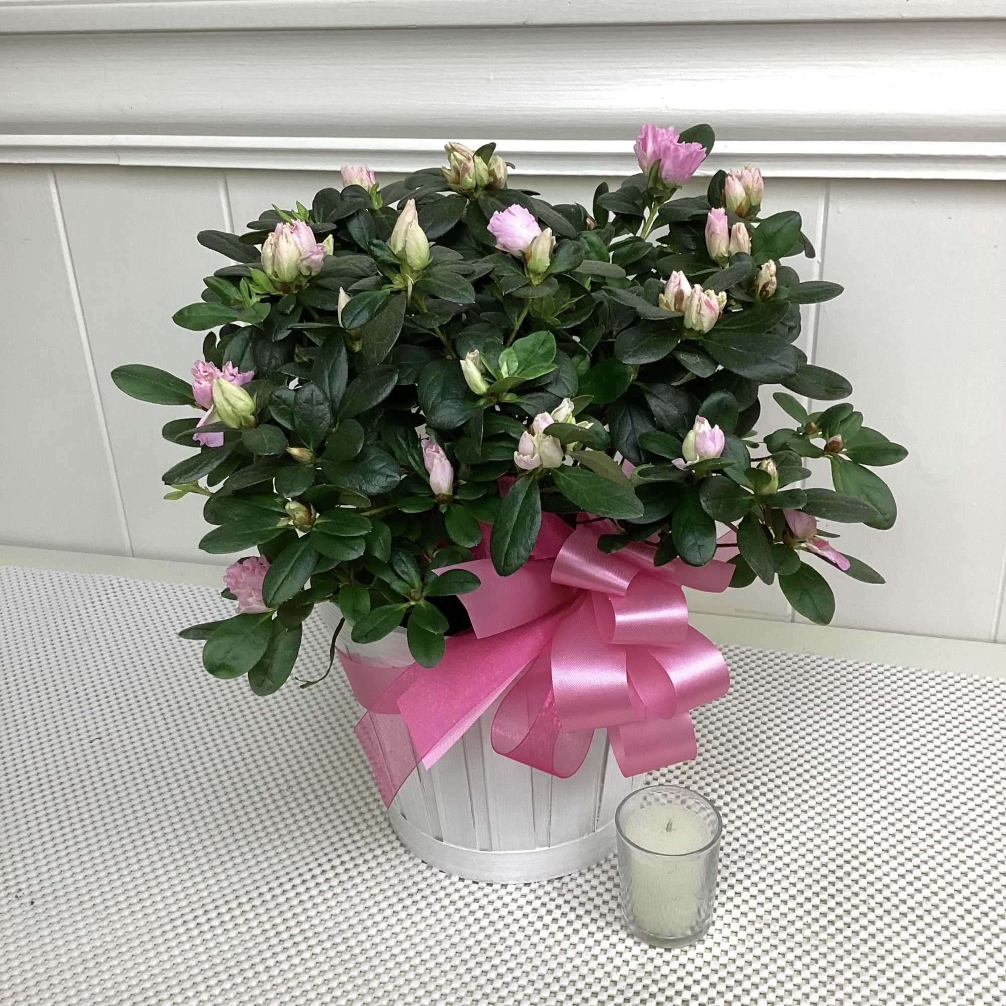 Beautiful blooming azalea plant in light-colored basket.  Most are shades of