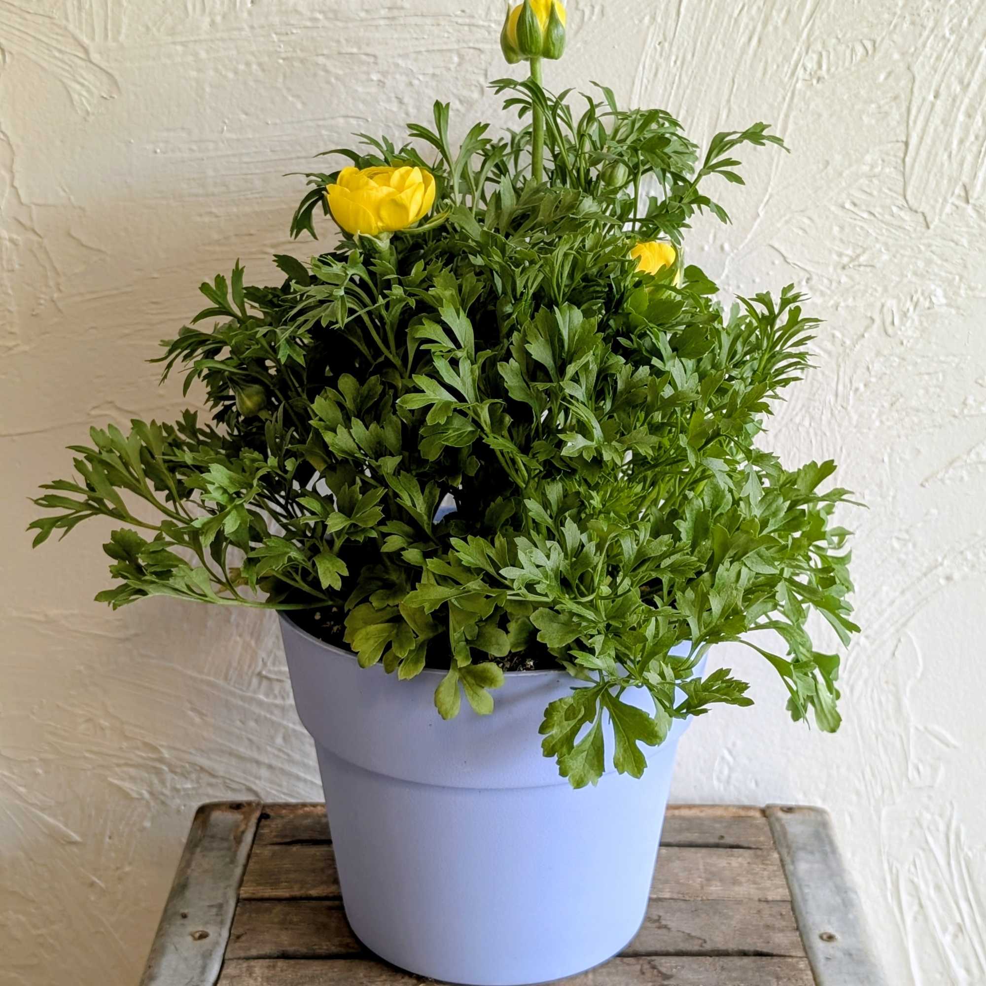 Ranunculus Plant Pots. 10 inch diameter pot available in yellow or orange!