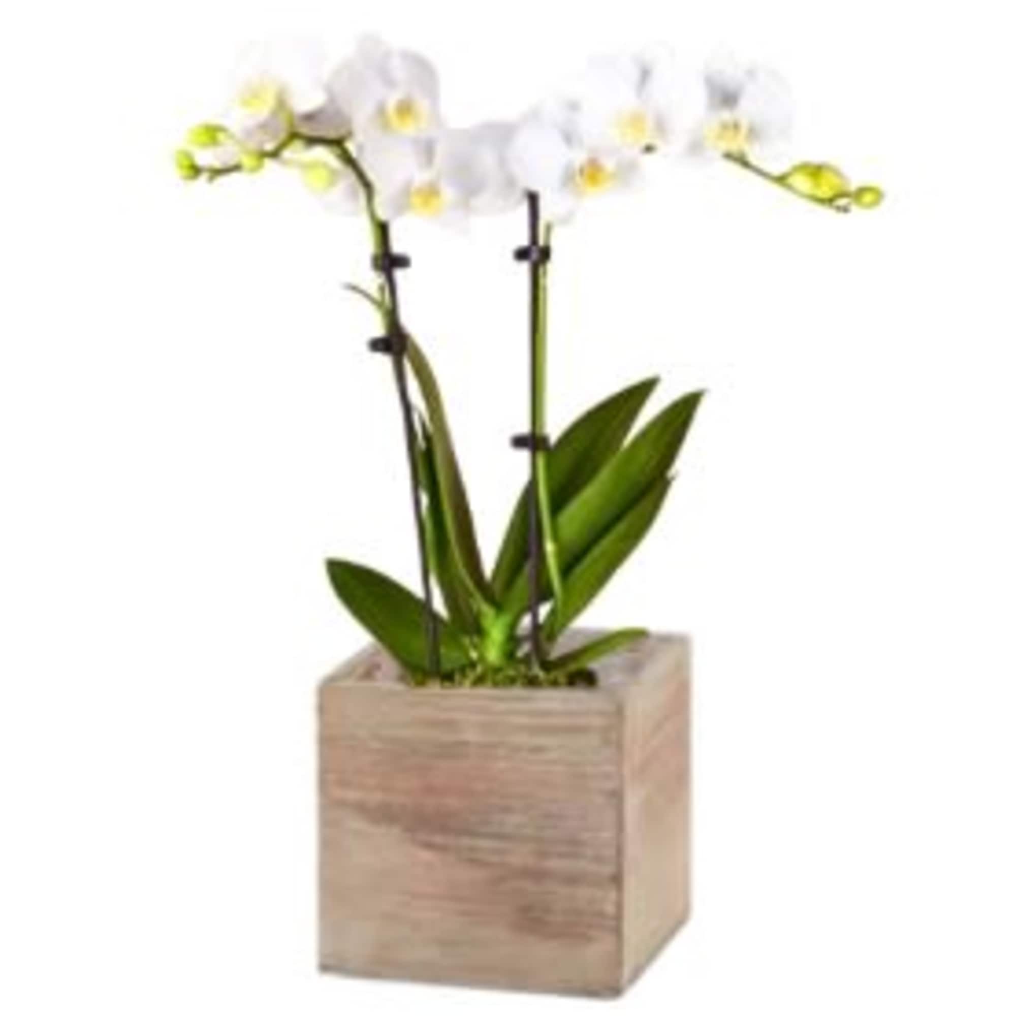 Elegant and timeless, the double stem white orchid makes a beautiful Easter
