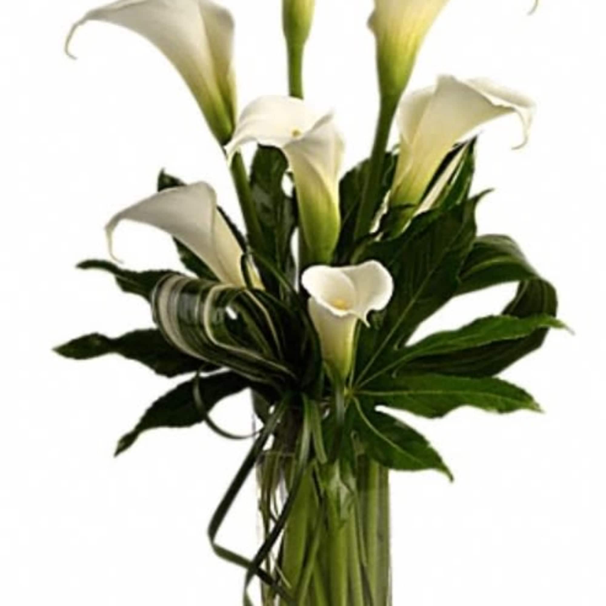 Tall arrangement of white calla lilies in a clear rectangular glass vase