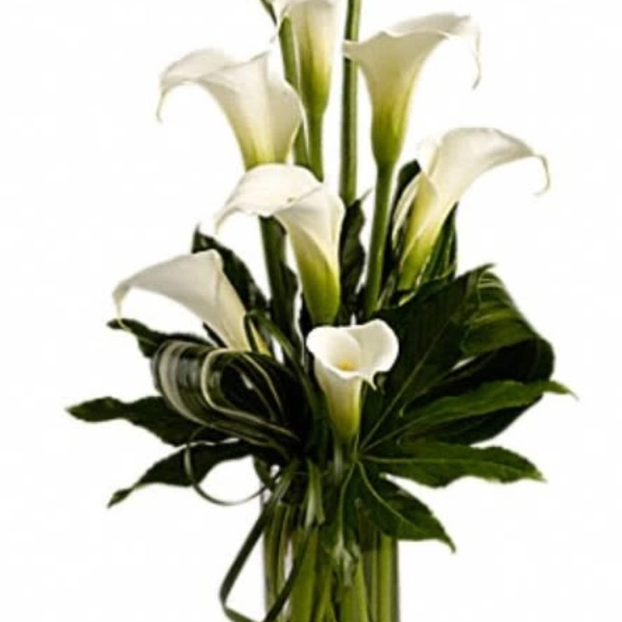 Tall arrangement of white calla lilies in a clear glass vase.