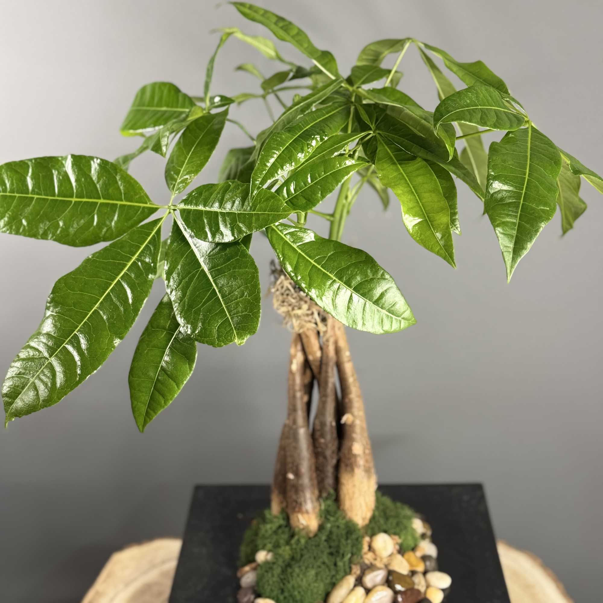 Tabletop money tree plant with glossy green leaves on a black square tray with pebbles.