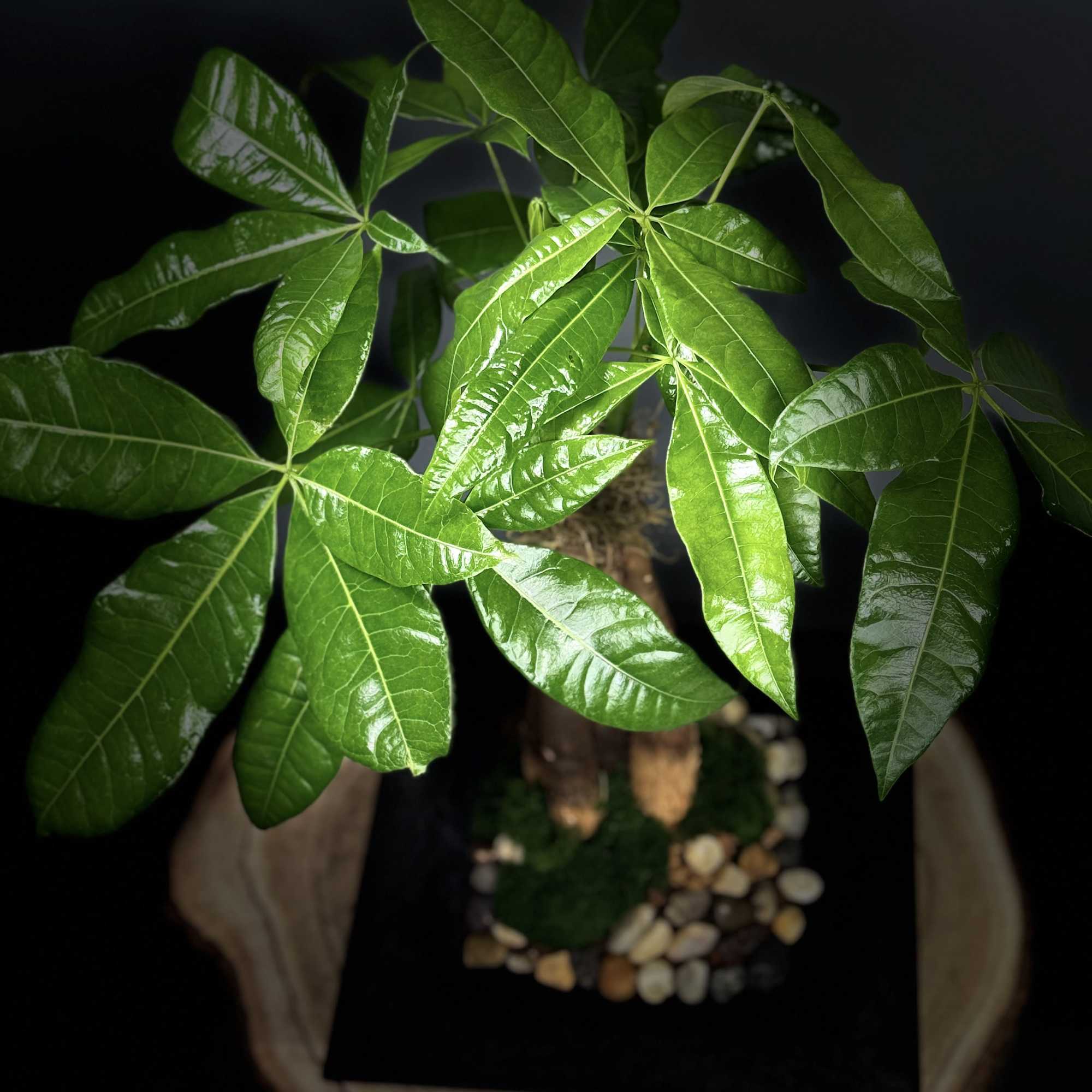 Potted money tree with glossy green leaves on a wood slice base against a dark background.