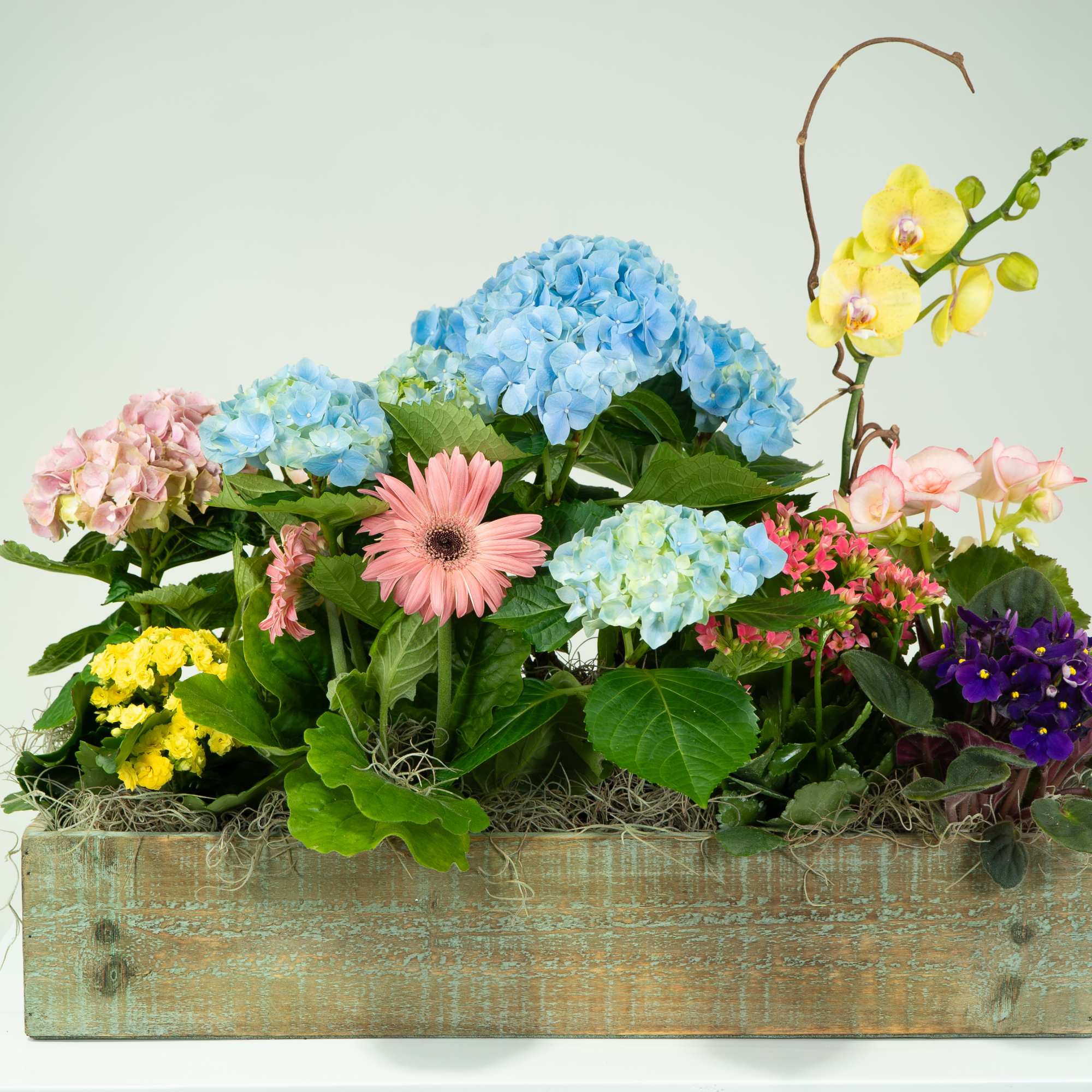 This long garden box measures about 24 inches and includes a variety