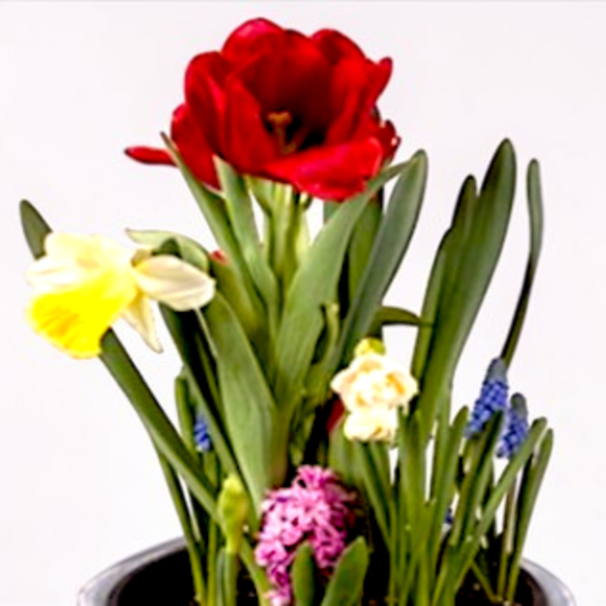 This charming 8-inch basket or tin, are a quaint vessel woven from