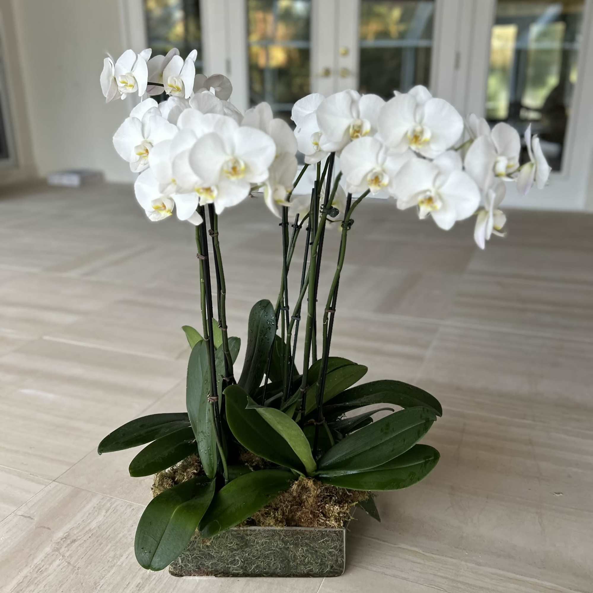 Very Chic large display of orchids Choice of various colors available, This