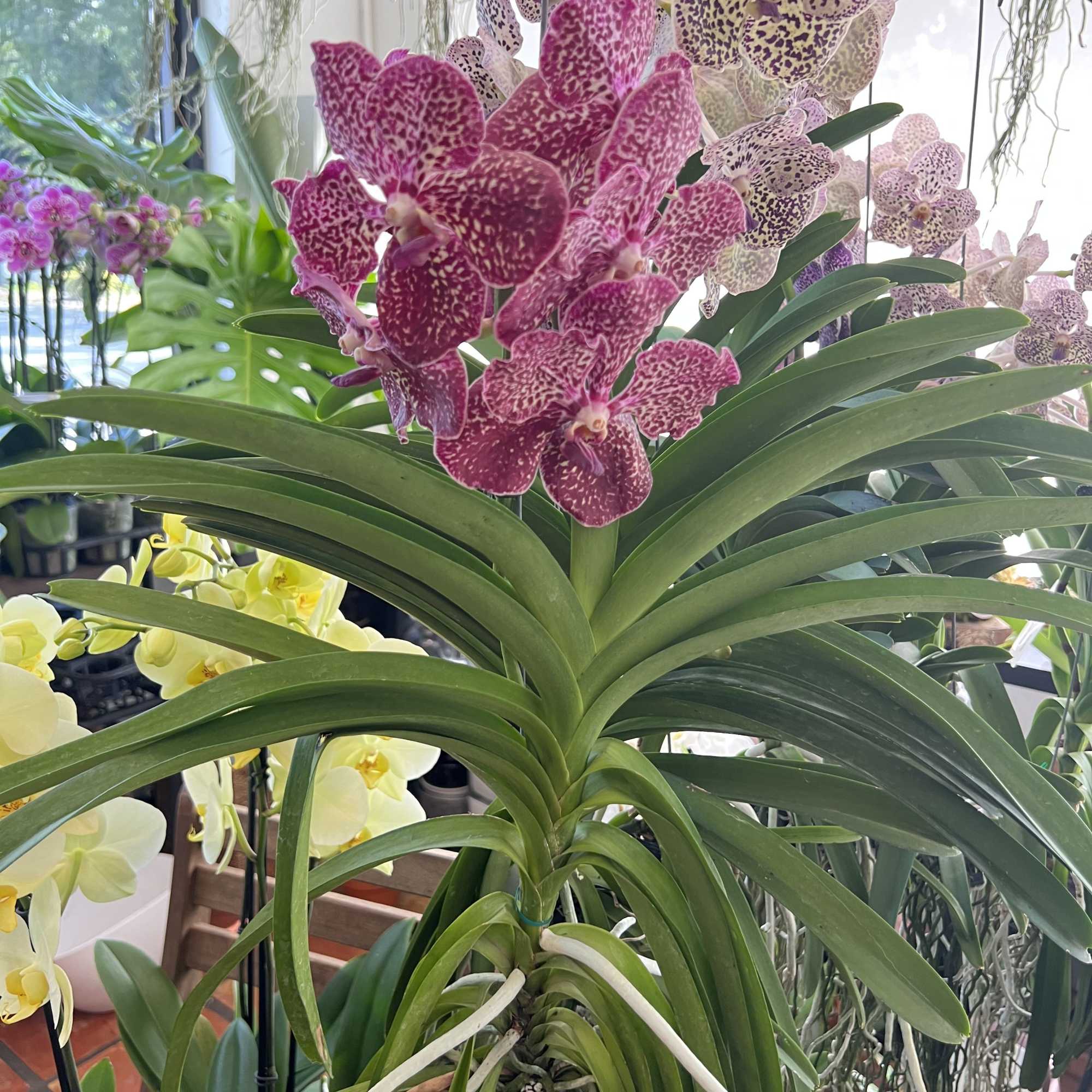 Hanging orchid plant with purple speckled blooms in a bright shop setting.