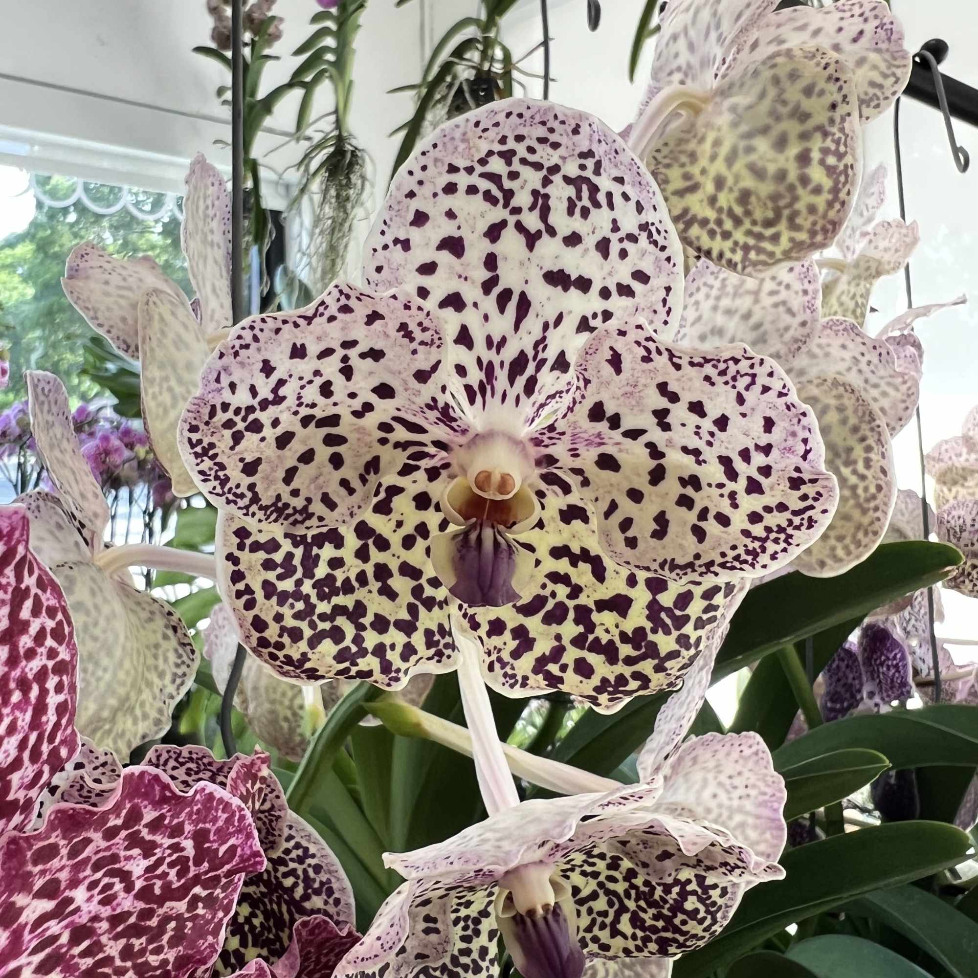 Close-up of large purple-speckled white orchids on an indoor plant display