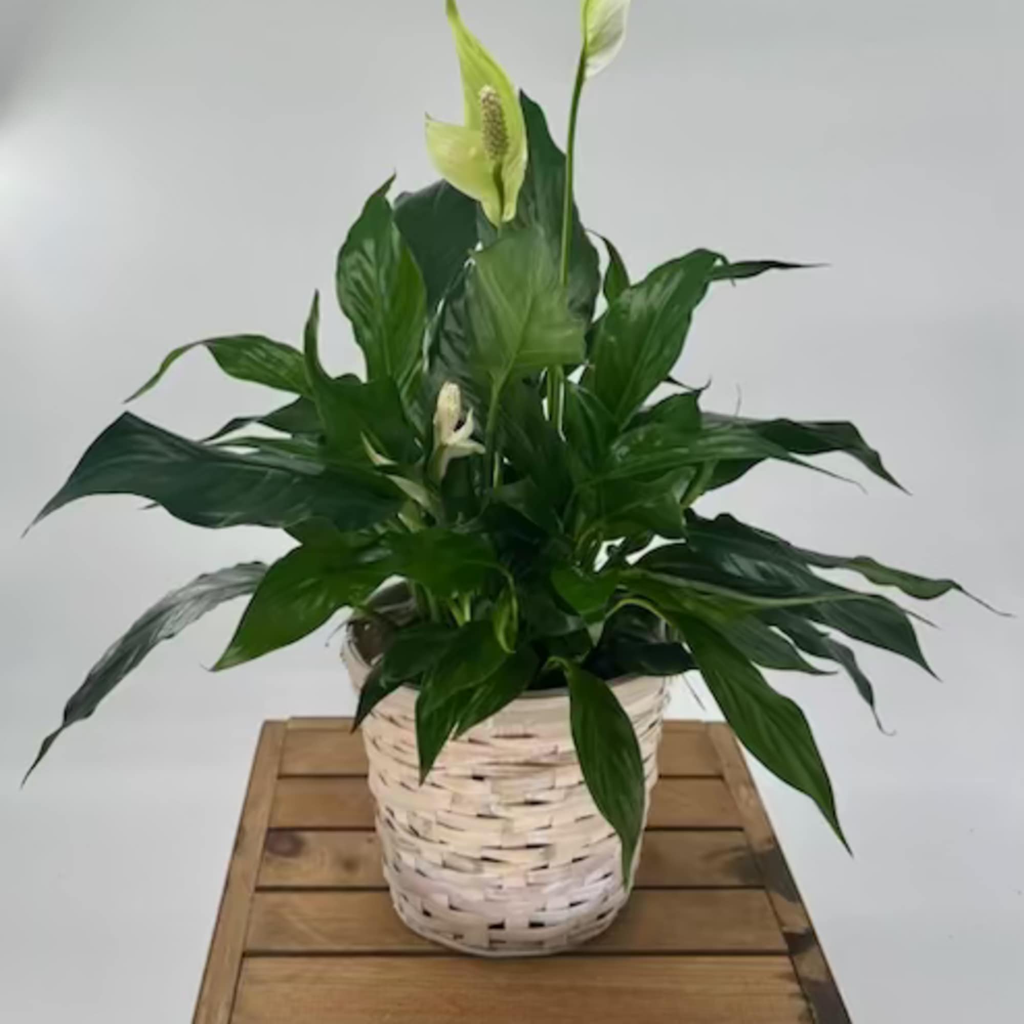 Bring the beauty of nature indoor with our elegant Spathiphyllum Plant. This