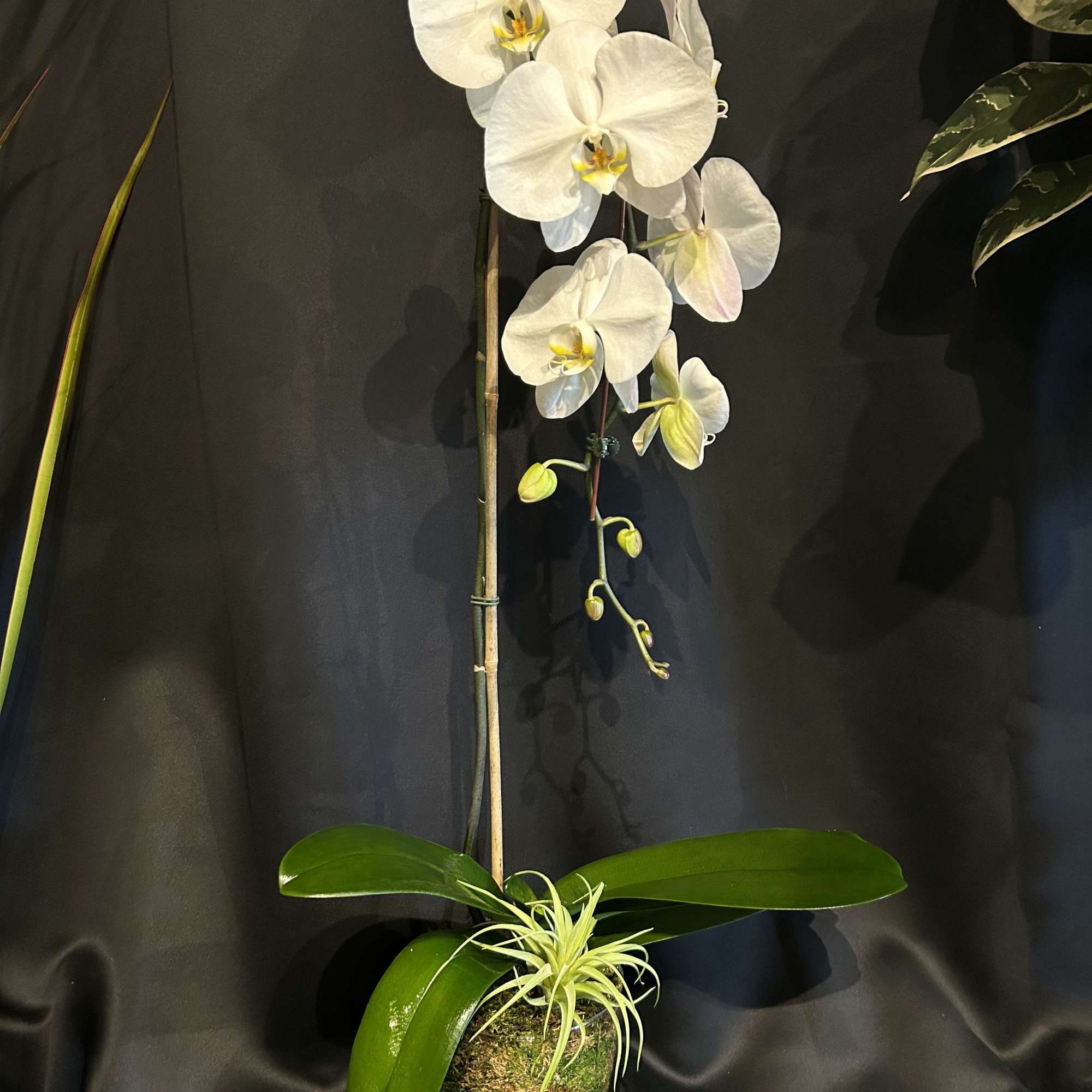 Premium single white orchid in clear glass lined with moss.