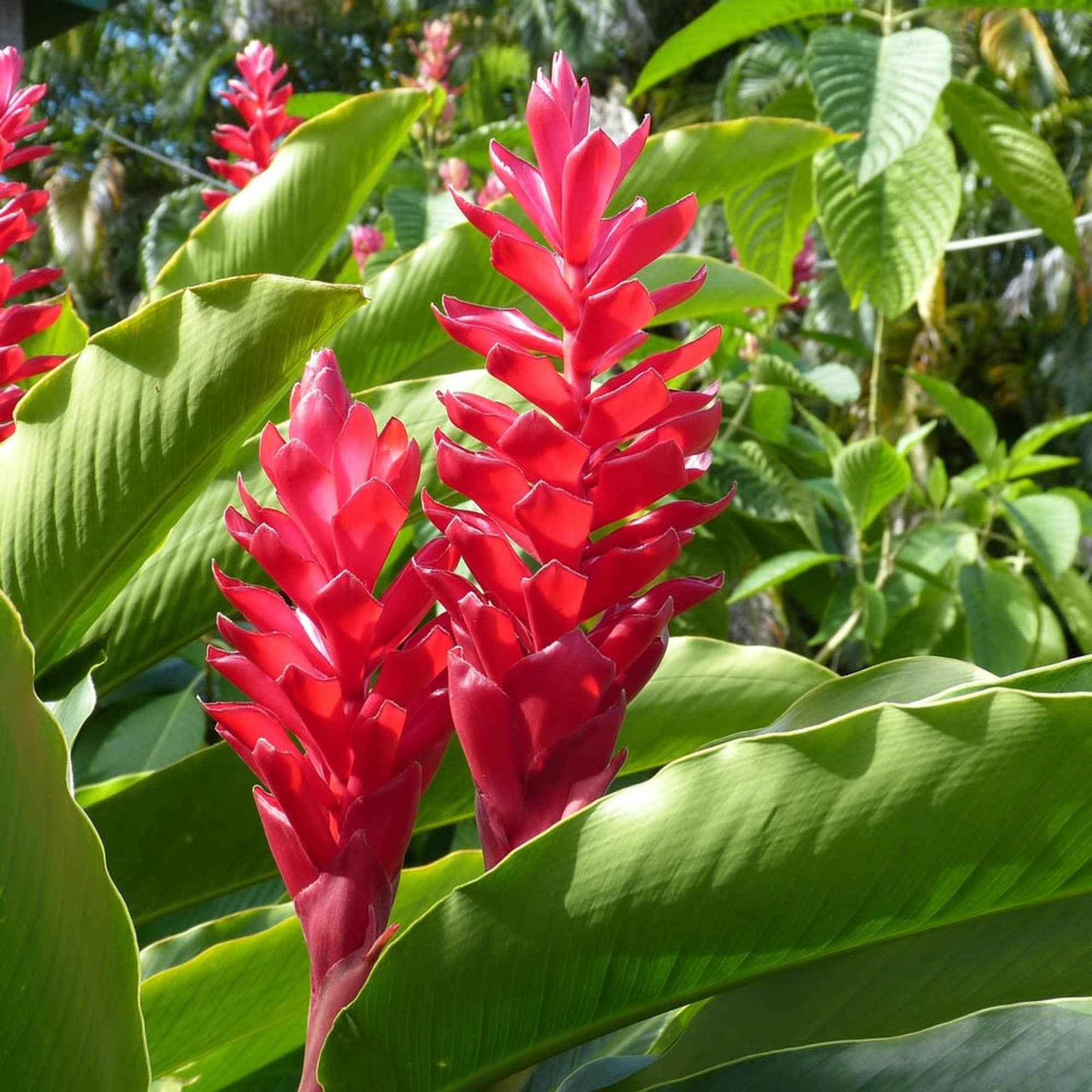 Tropical plant with tall red flower spikes among large green leaves outdoors