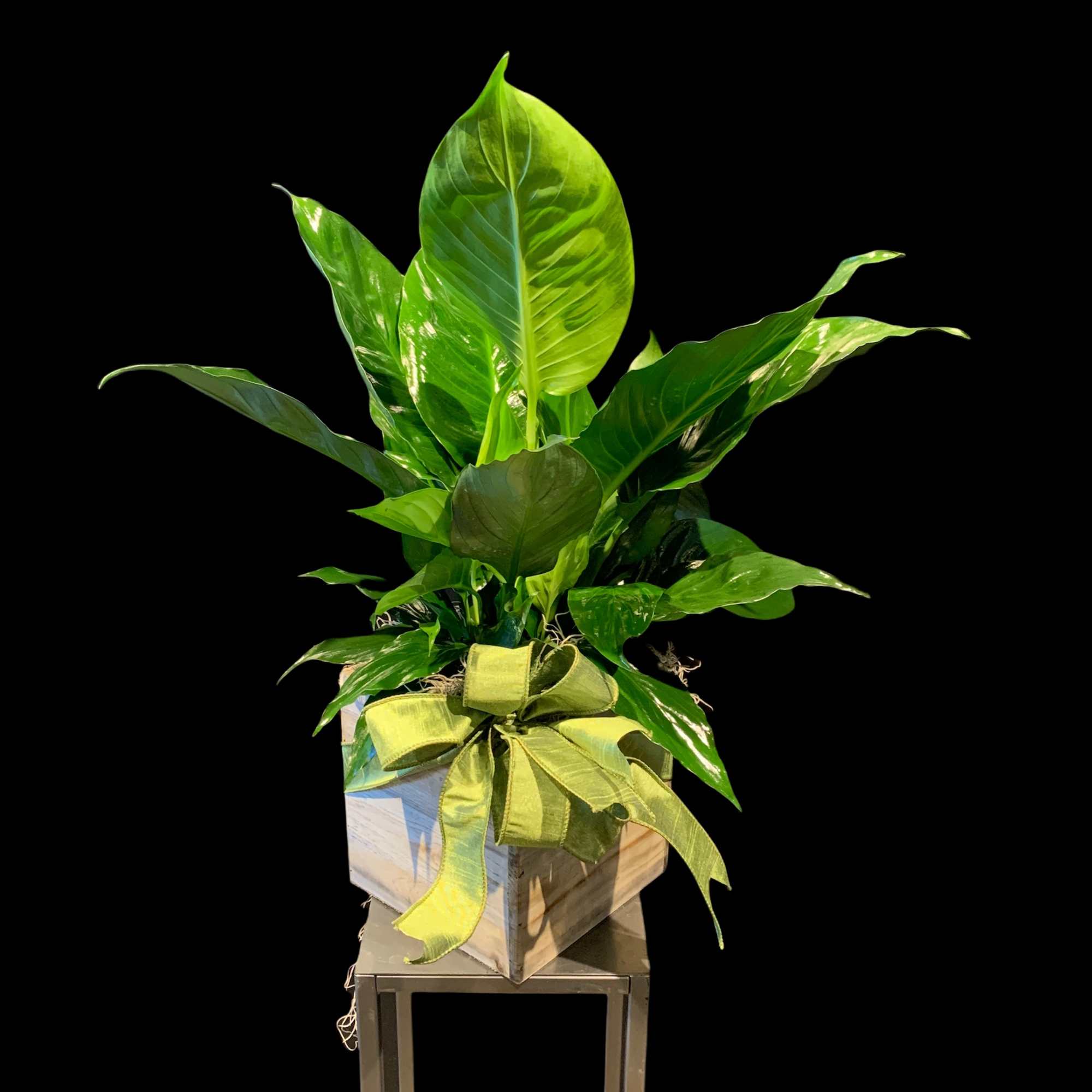 Potted green plant with a ribbon bow in a square container
