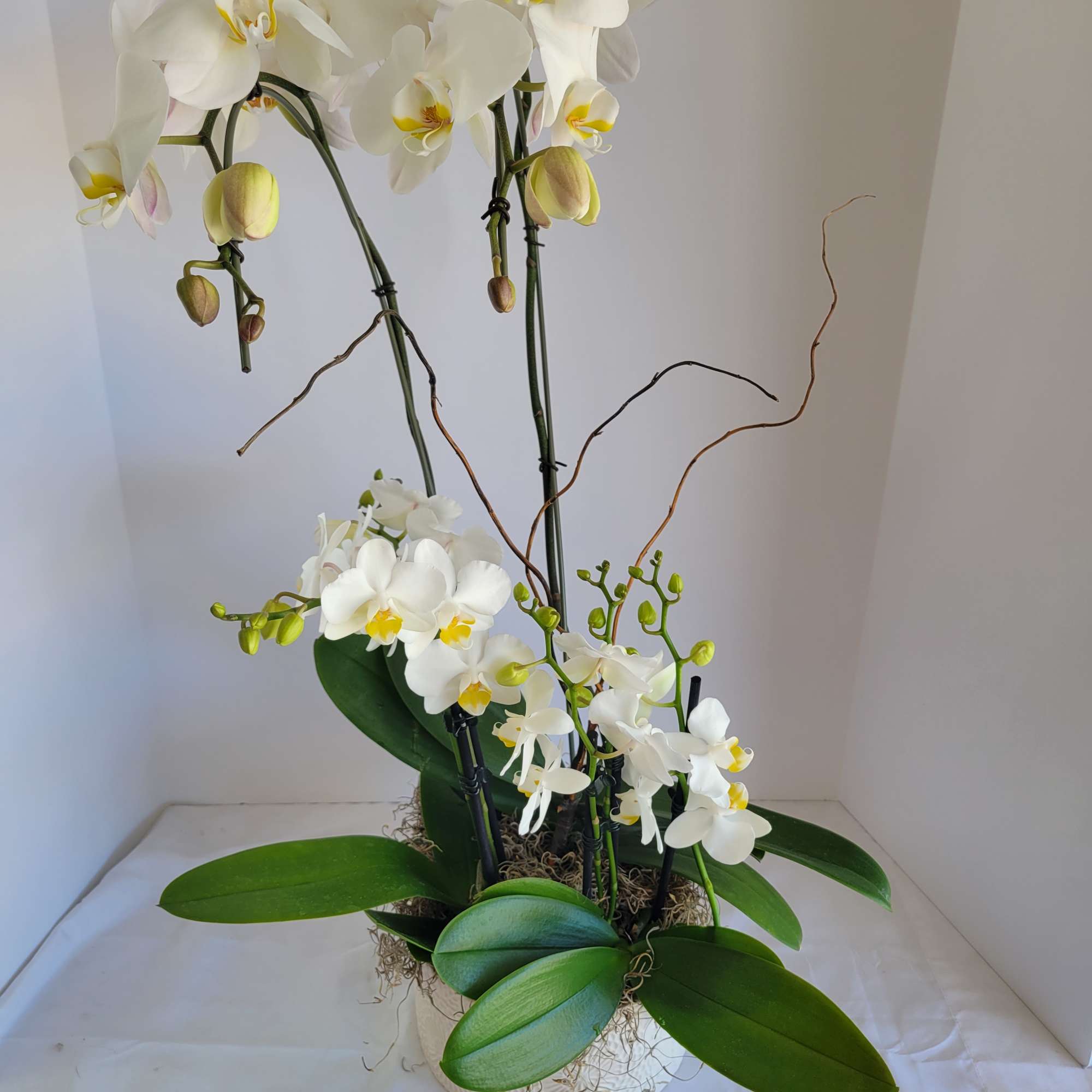 Tall white phalaenopsis orchid plant in a round white pot.