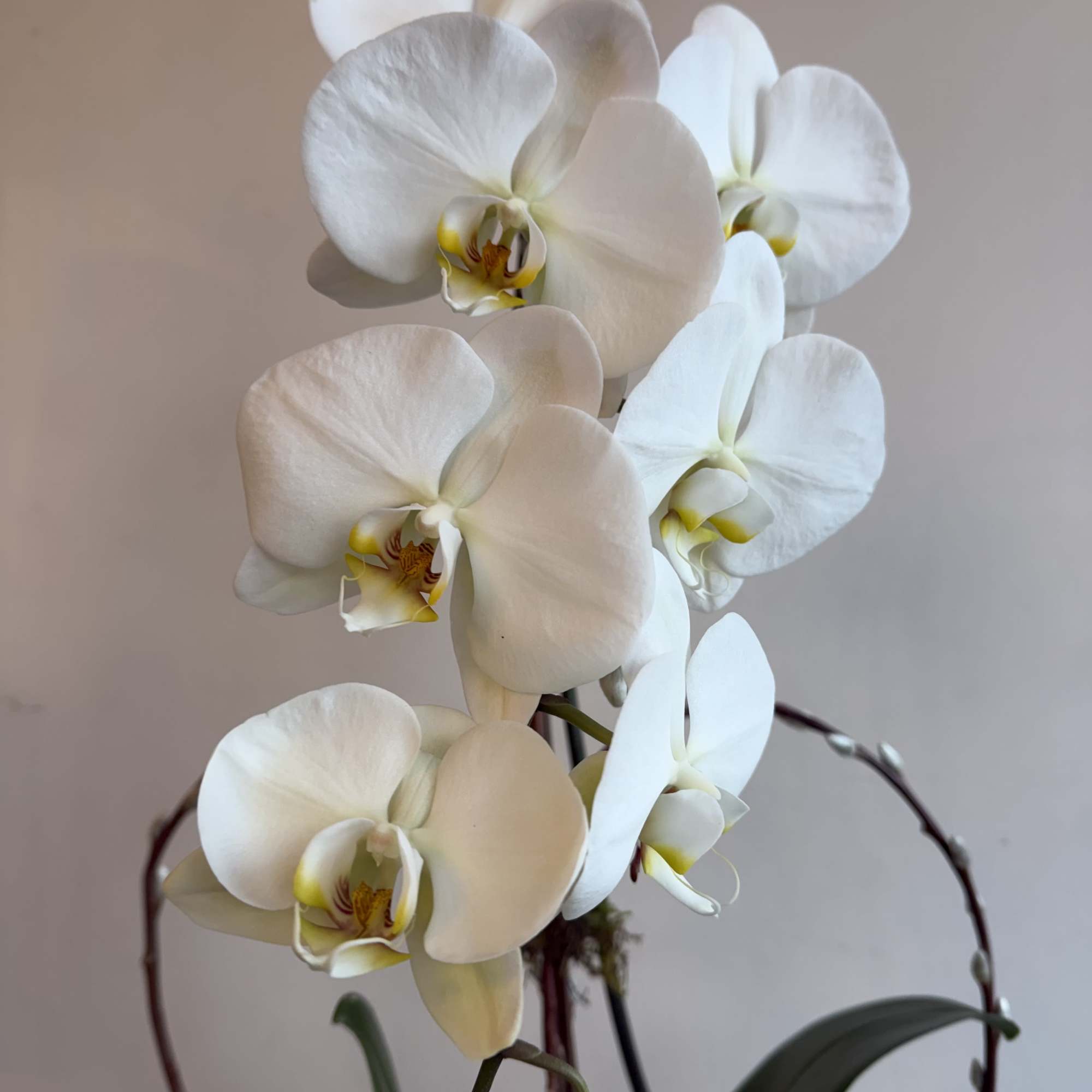 White phalaenopsis orchid plant with multiple blooms on tall arching stems