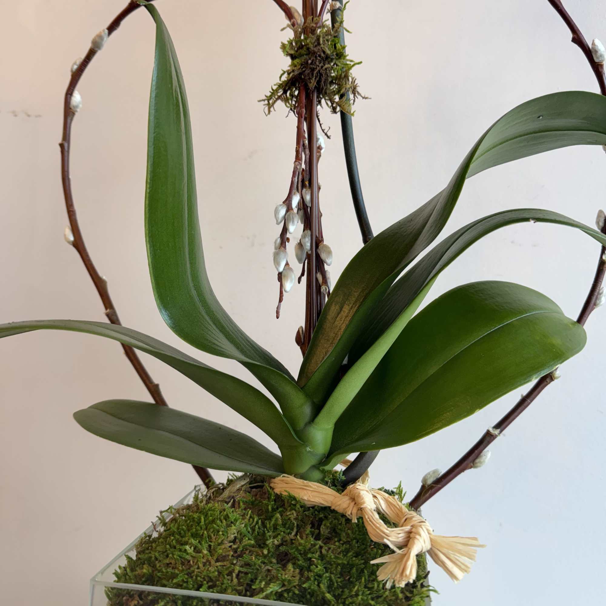 Orchid plant in a moss-filled glass cube, framed by pussy willow branches shaped into a heart.
