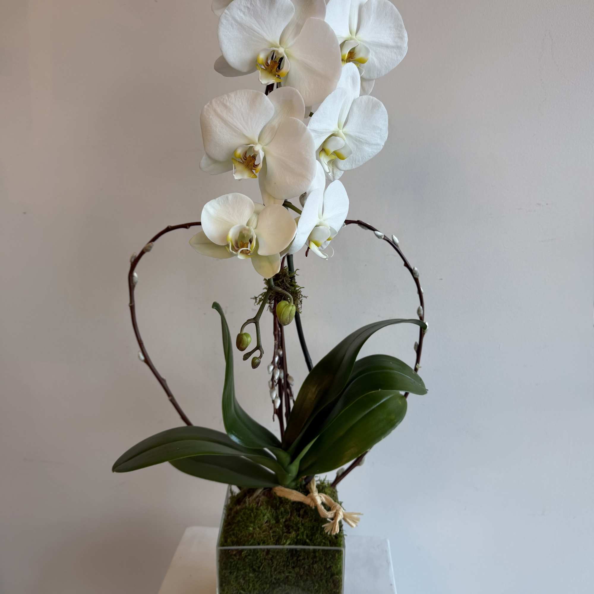 Tall white phalaenopsis orchid plant in a glass cube vase with moss and a twig heart accent