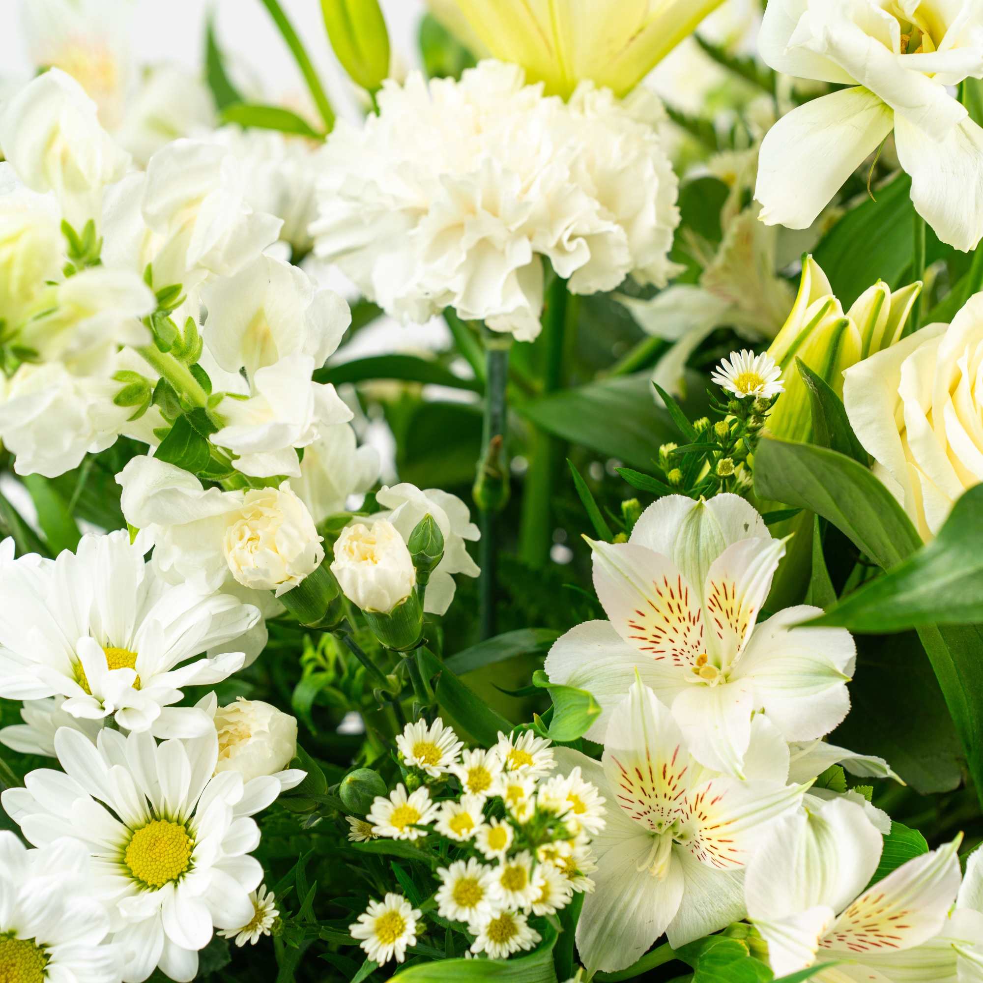 Arrangement of white lilies, carnations, daisies, alstroemeria, and roses with green buds