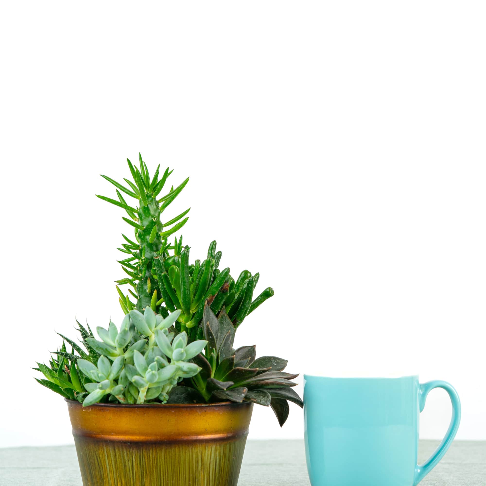 Succulent arrangement in a brown pot beside a turquoise mug