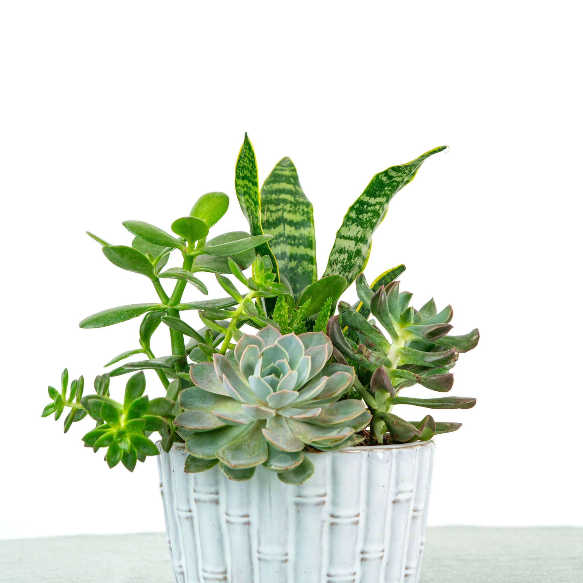 Succulent arrangement in a white ceramic pot