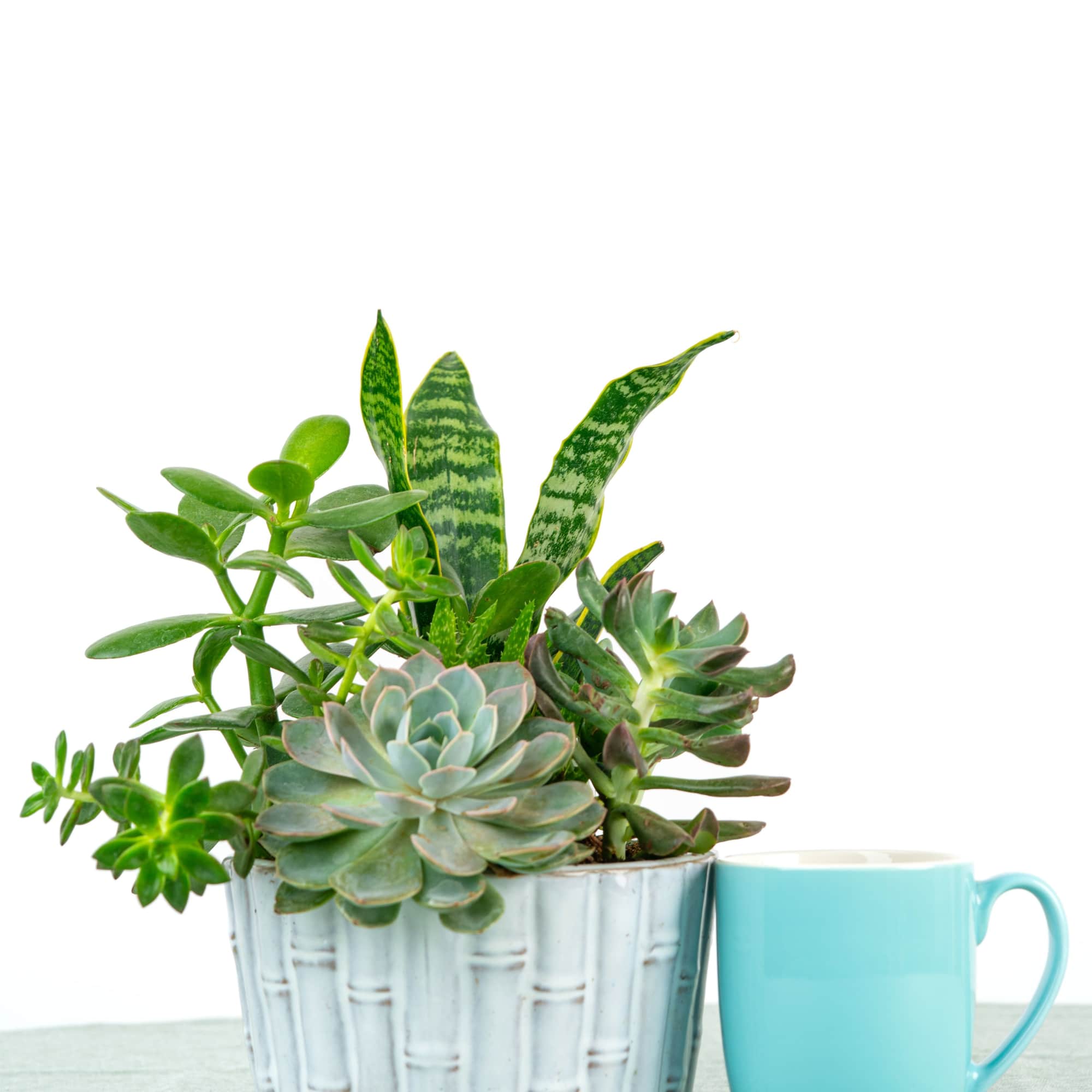 Succulent arrangement in a white basket with a turquoise mug beside it
