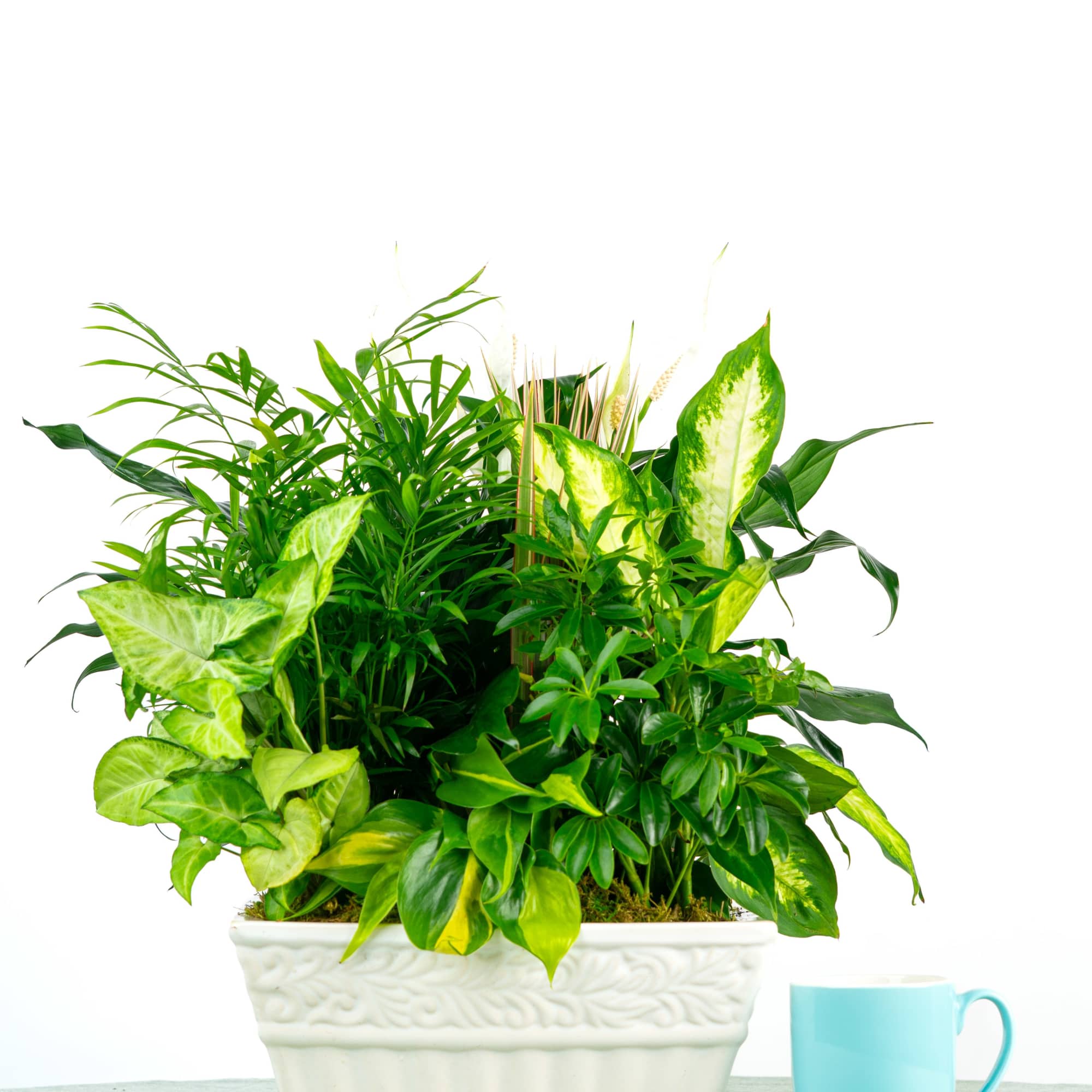 Larger and fuller, this garden evolves with the season. Our Francis Dish