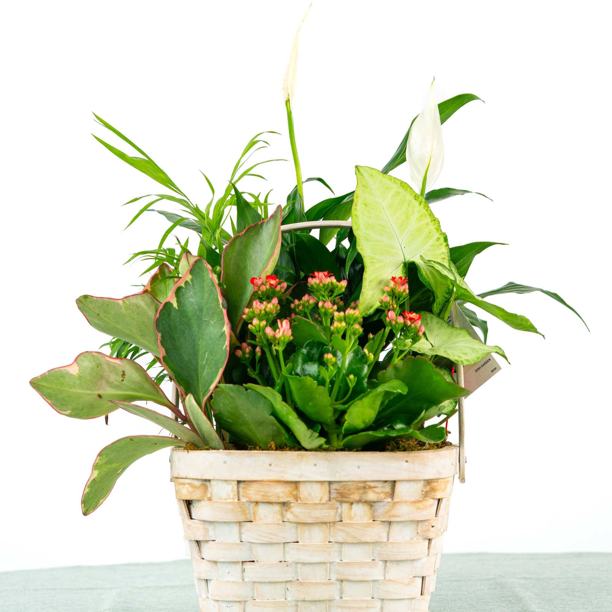 A timeless blend of easy-care green plants arranged in a stylish ceramic
