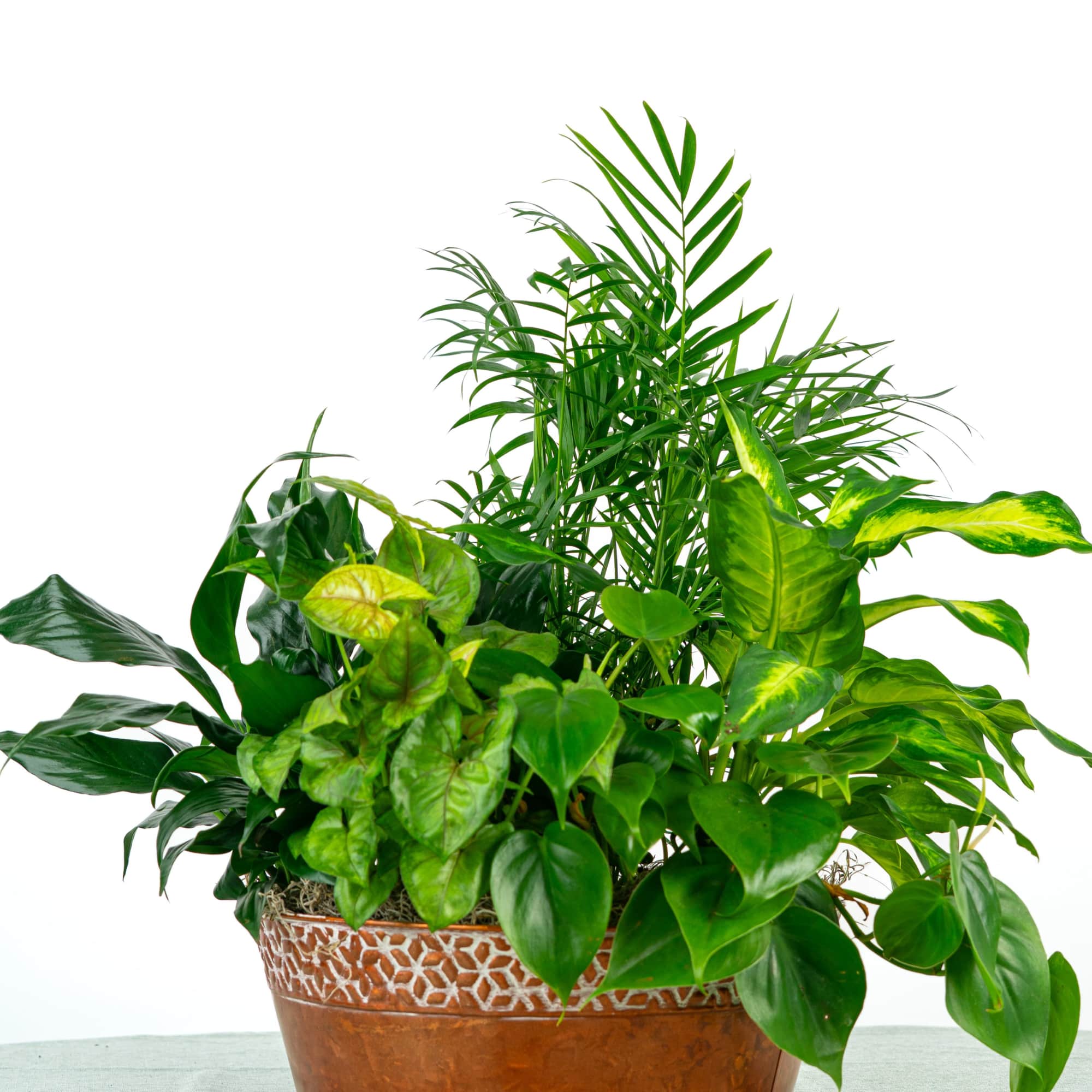 Mixed green houseplants in a low copper metal planter
