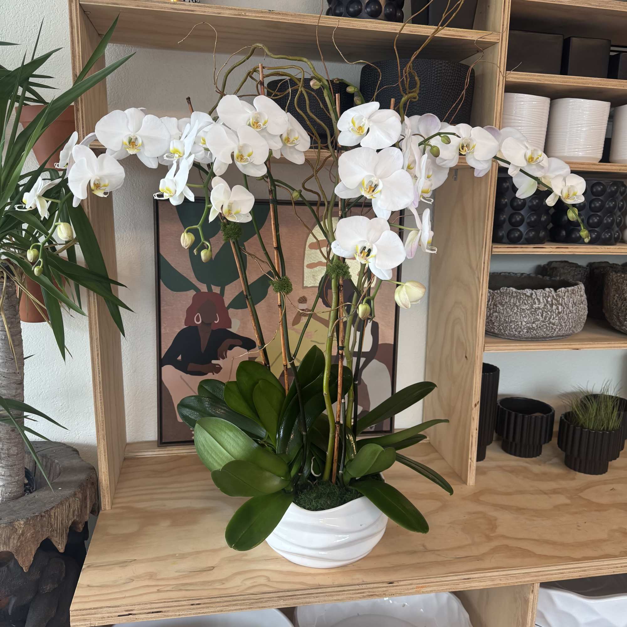 Tall white orchid plant in a low white bowl on a wooden shelf.