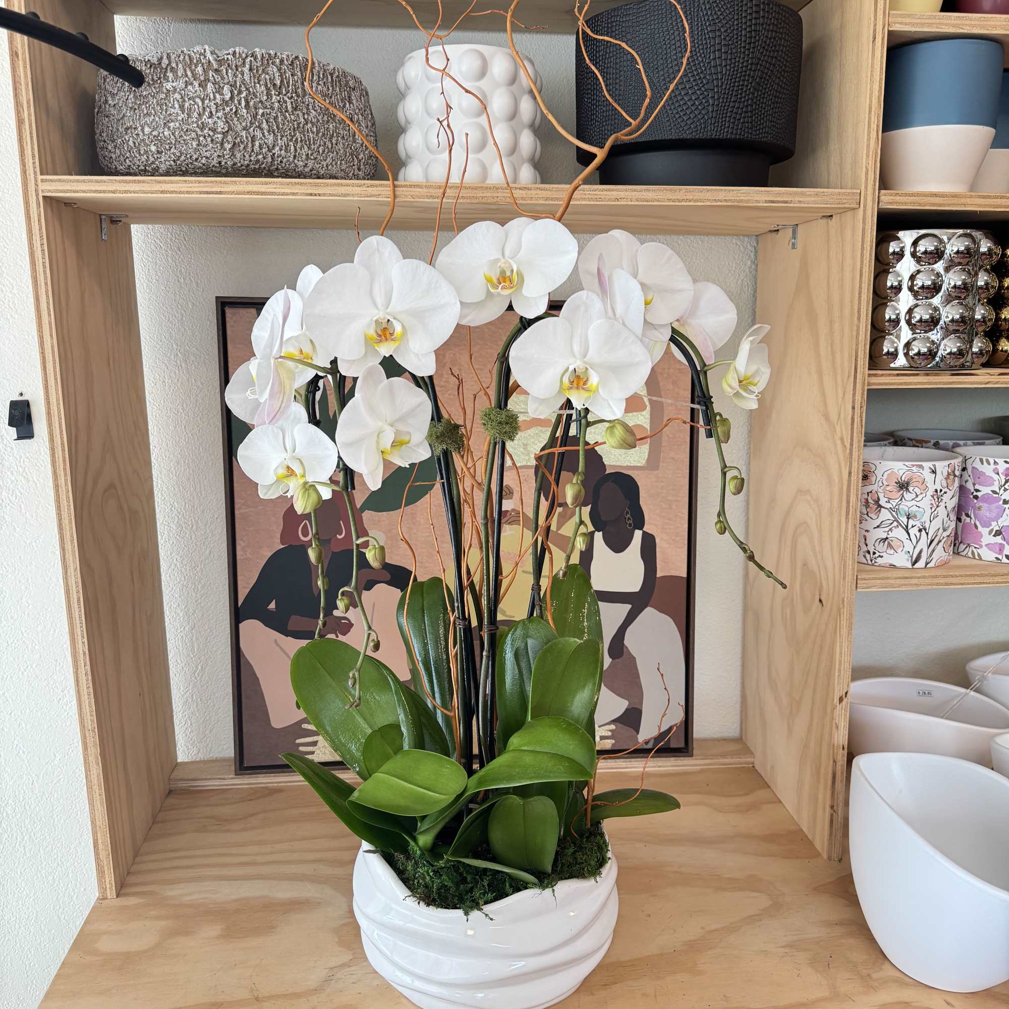 Tall white phalaenopsis orchid plant with multiple stems in a white ceramic pot