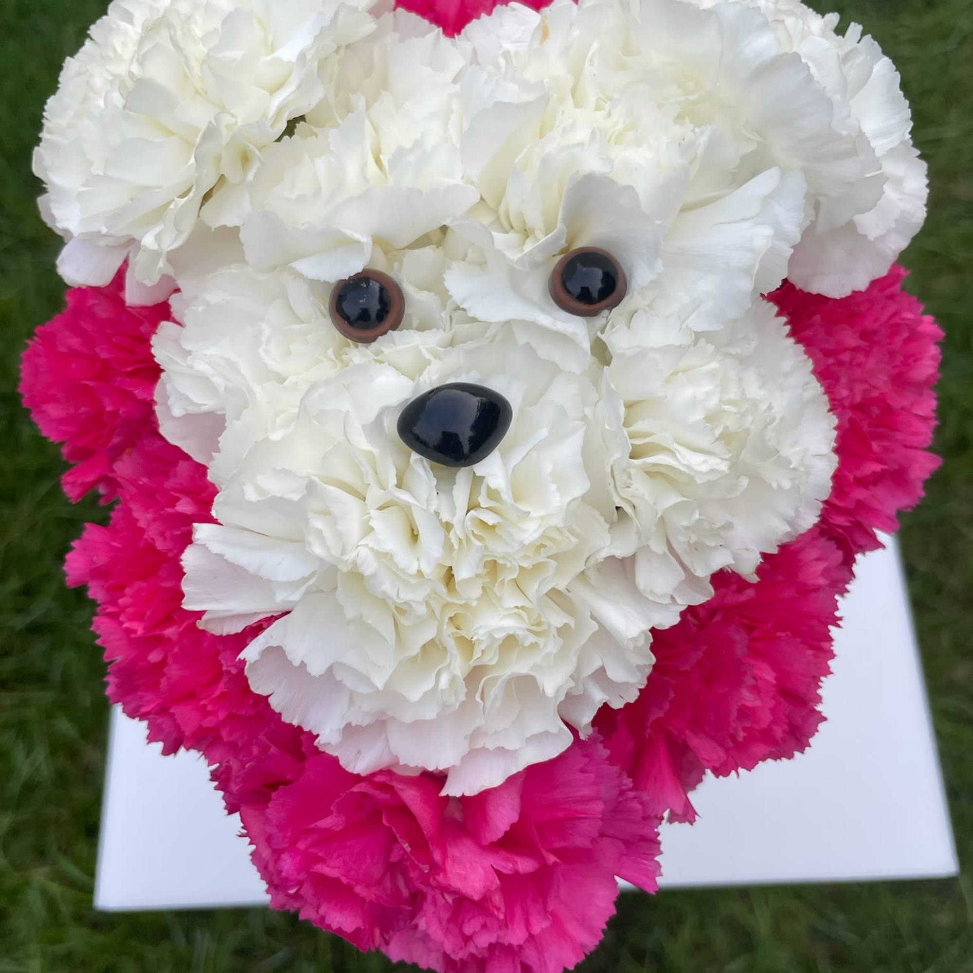 White and hot pink carnation arrangement shaped like a puppy face with black faux eyes and nose.