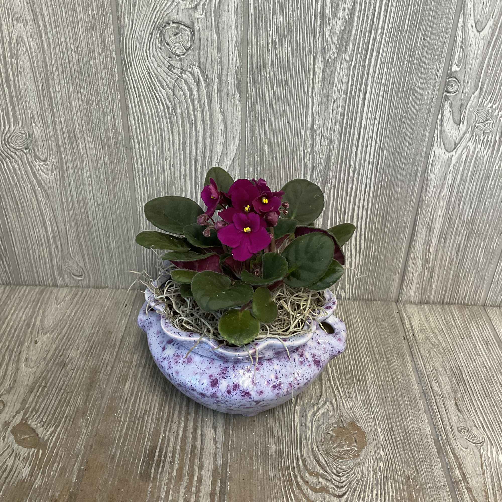 Assorted African violet plants in locally-made, self-watering, ceramic violet pots. The specialized