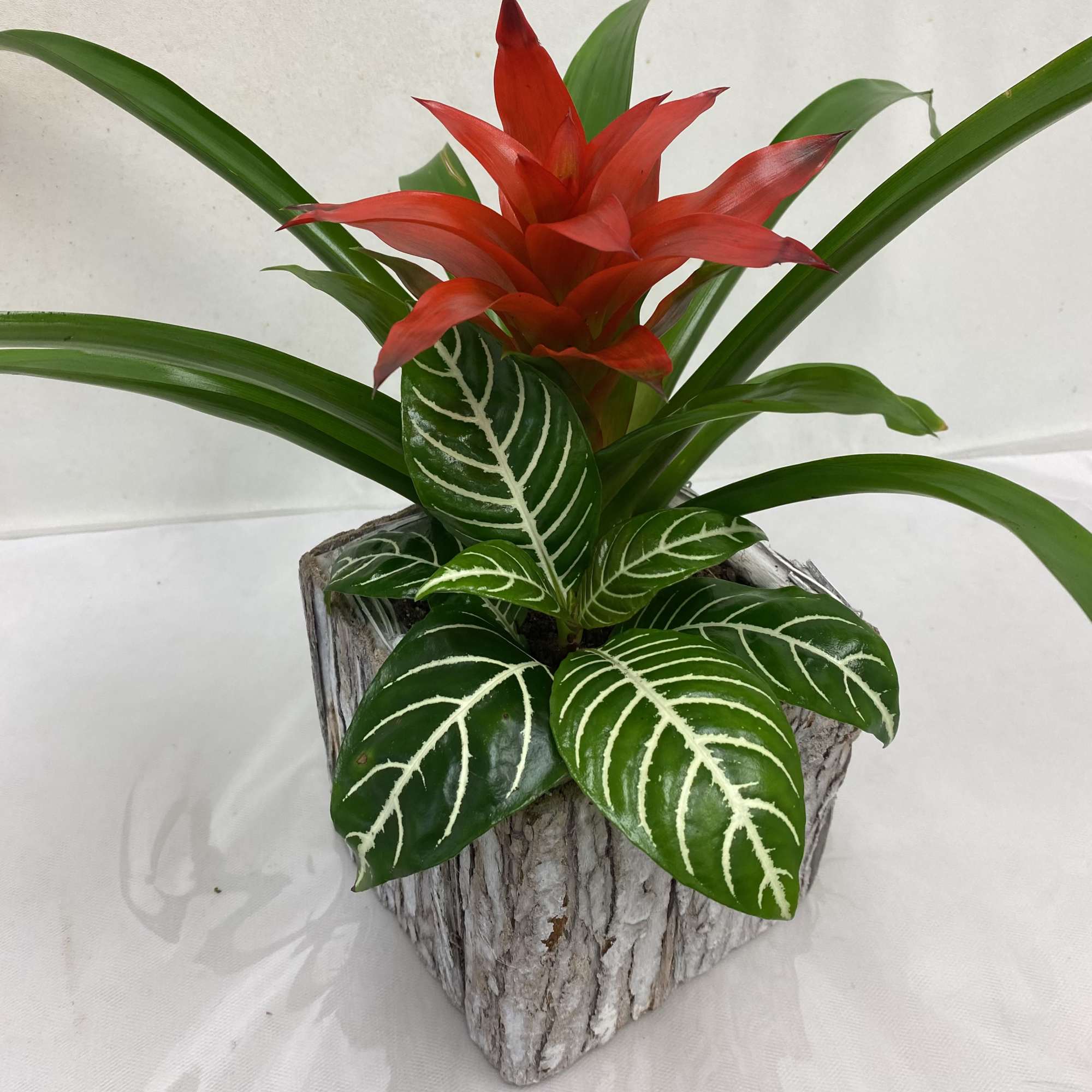 Red flowering tropical plant with striped green leaves in a rustic square wood pot
