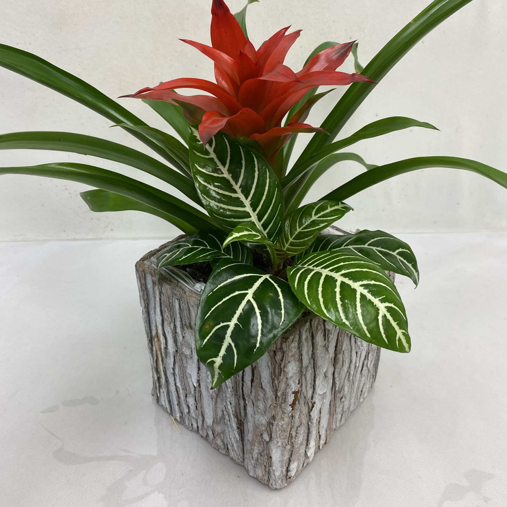 Red flowering tropical plant with striped foliage in a rustic square bark pot