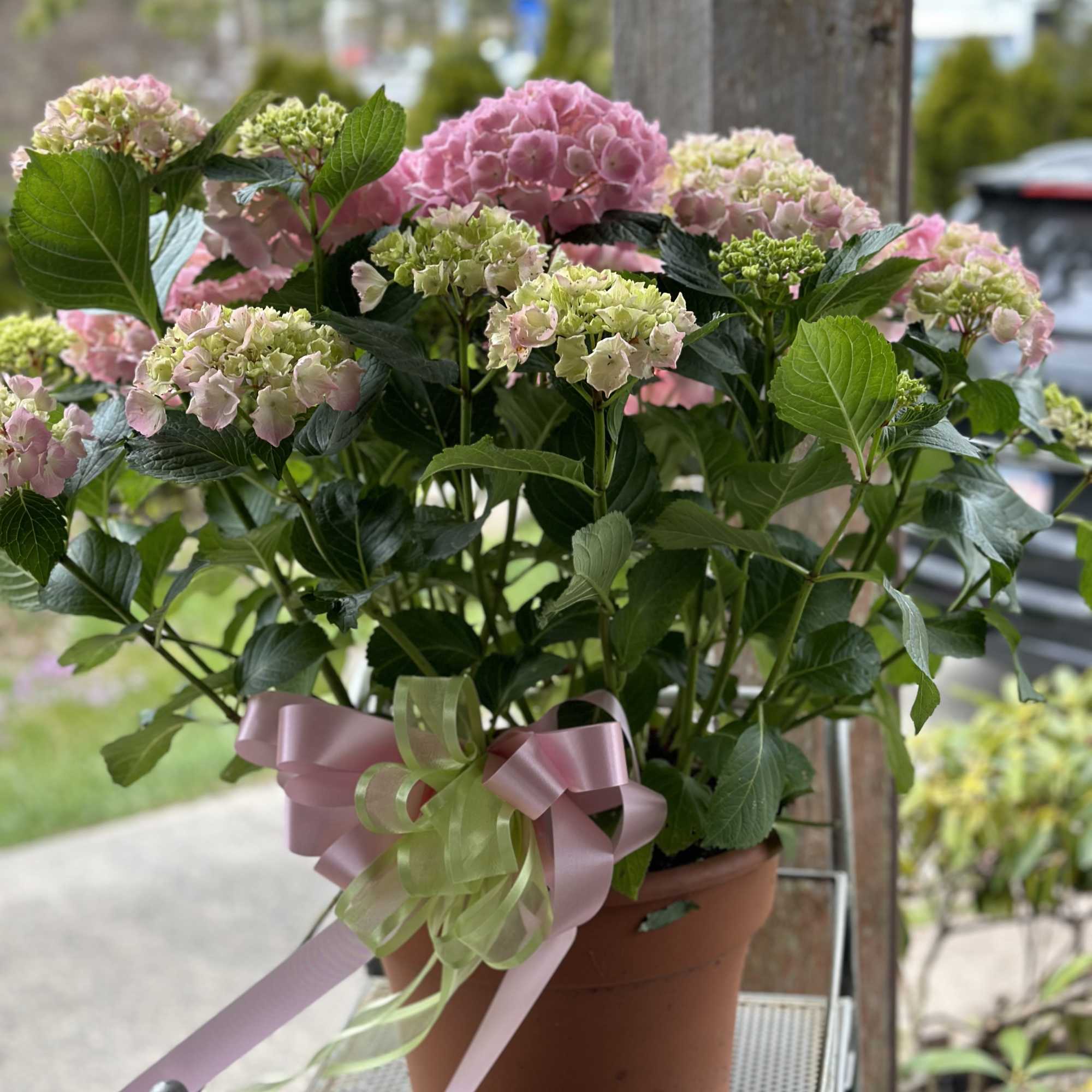 Potted pink hydrangea plant with a pink and green ribbon bow on a metal stand outdoors